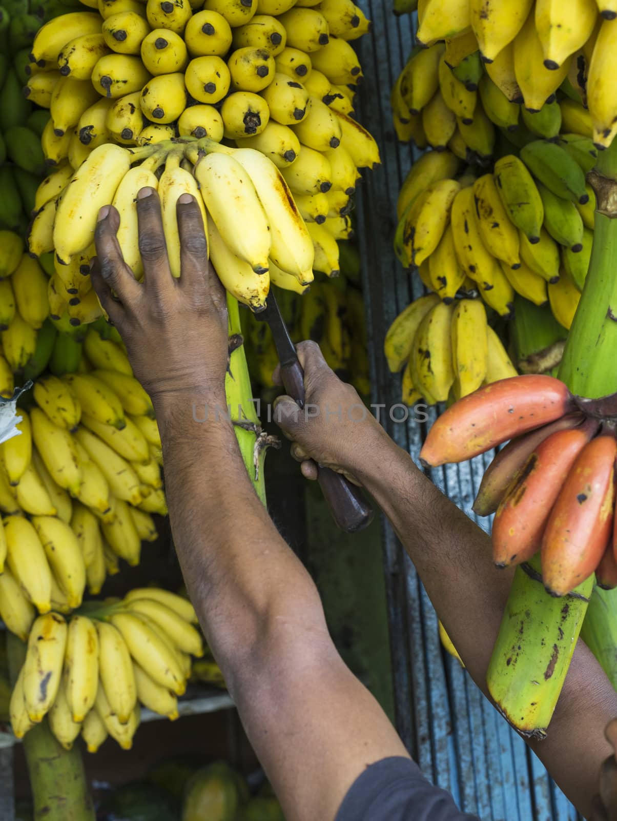 Man taking bananas at a market, Kandy, Sri Lanka