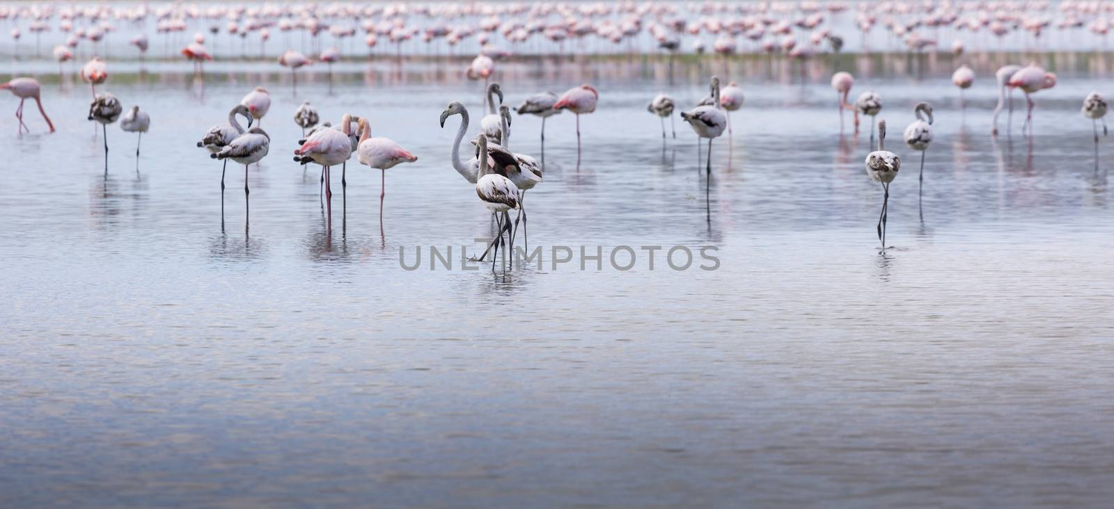 African flamingos in the lake over beautiful sunset, flock of exotic birds at natural habitat, Africa landscape, Kenya nature,
