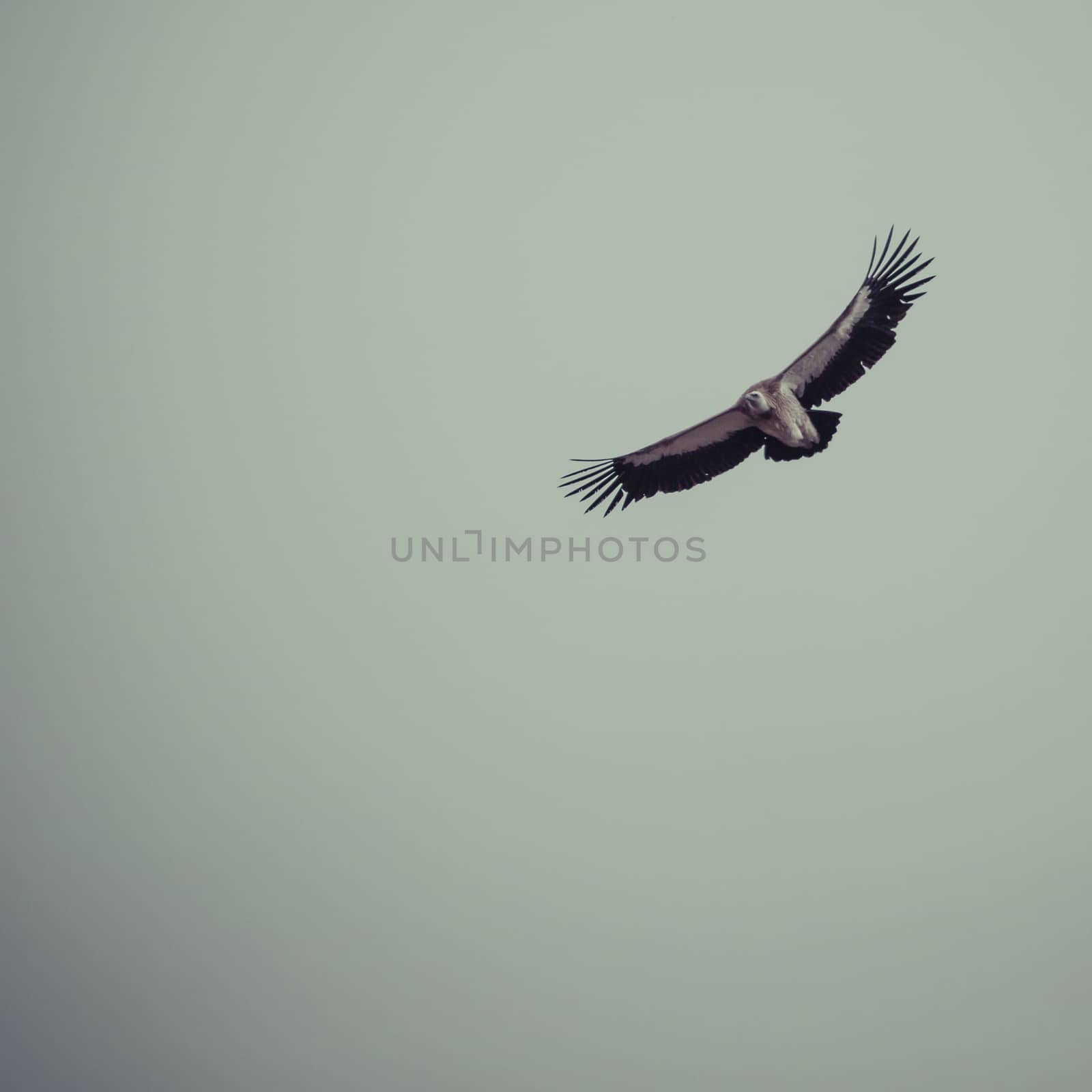 Griffon vulture in flight. by mariusz_prusaczyk