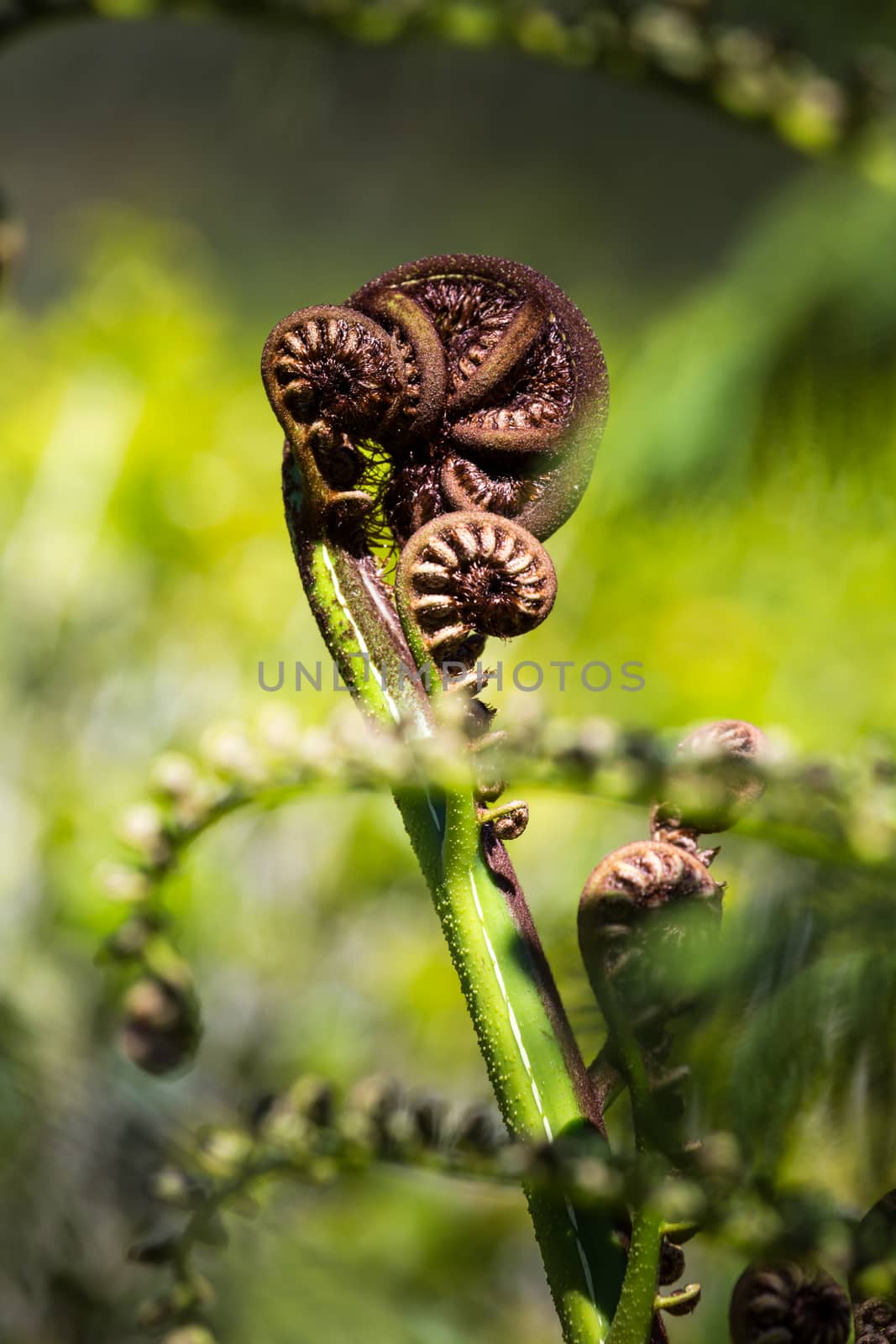 Unravelling fern frond closeup, one of New Zealand symbols