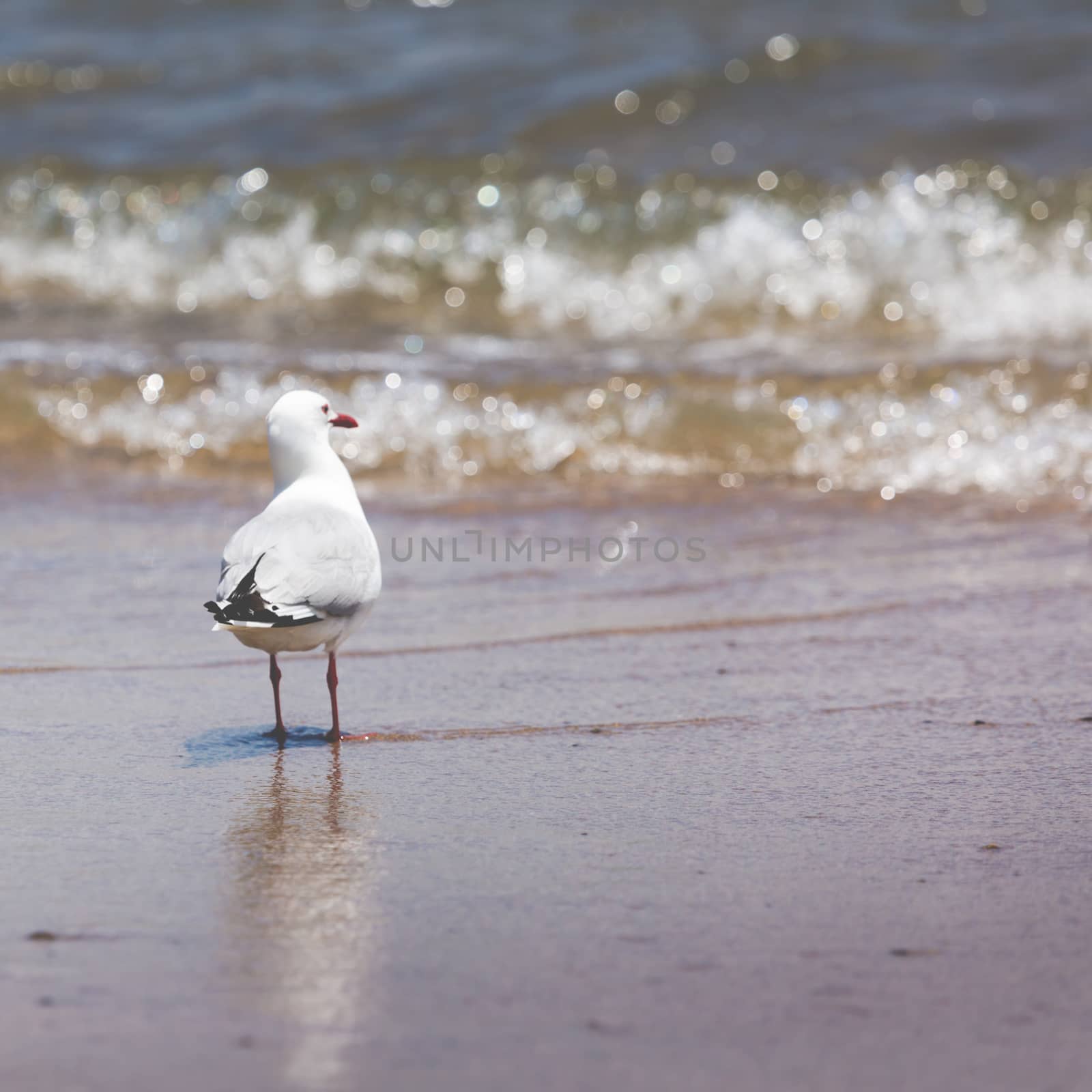 Sea Gull in New Zealand coast. by mariusz_prusaczyk