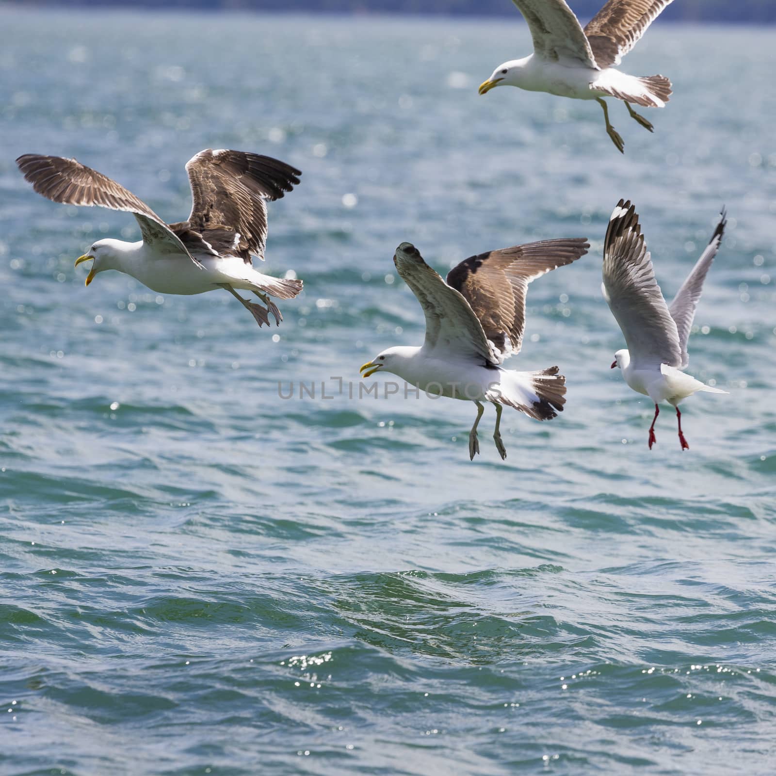 Sea Gull in New Zealand coast.

