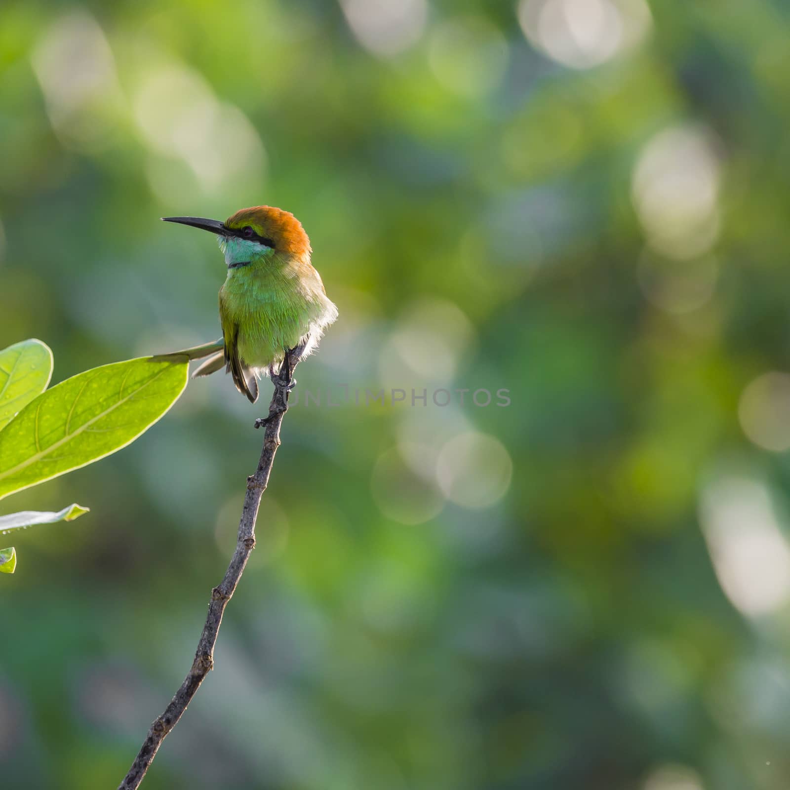 Merops ornatus, bee-eater on the tree

