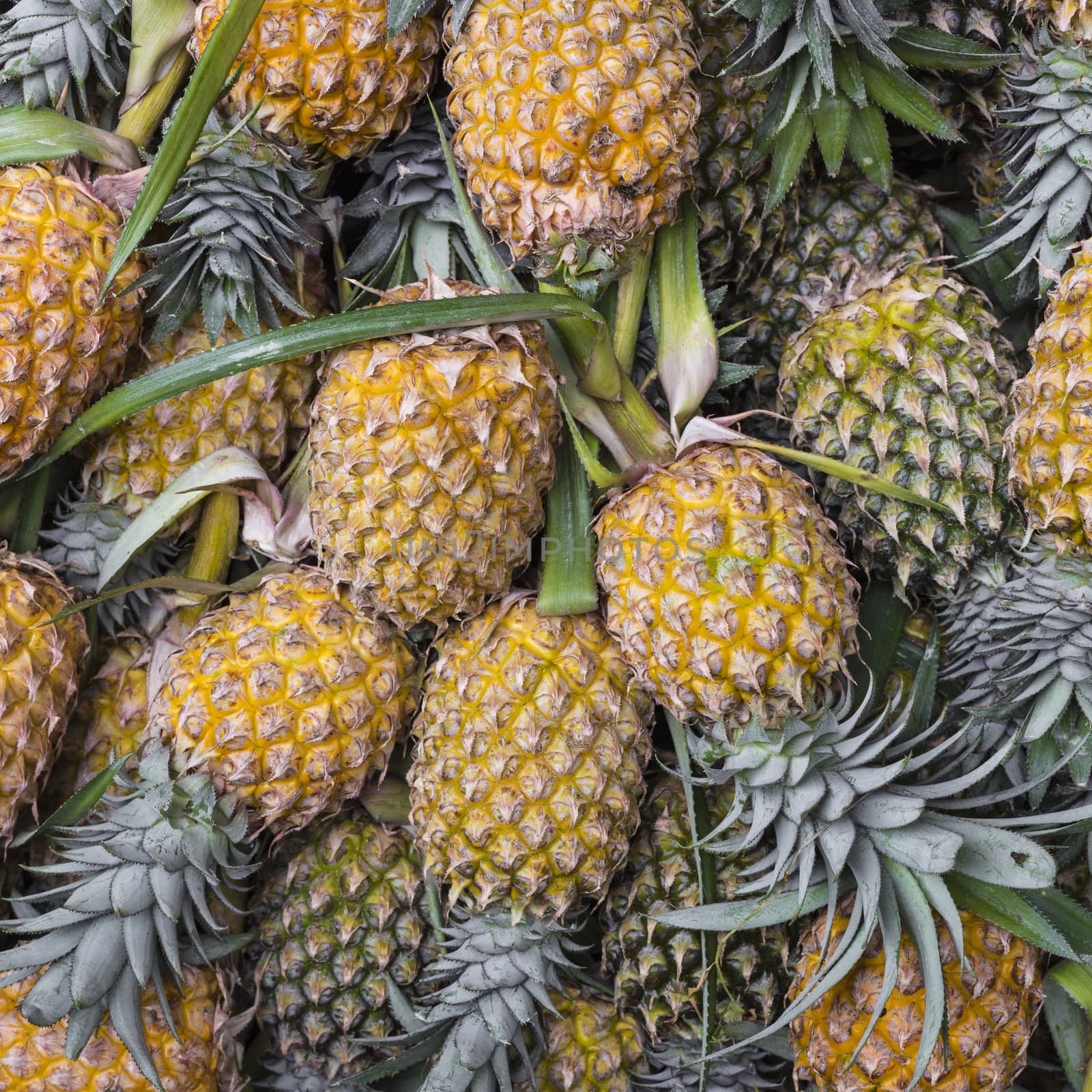 Fresh pineapple in local market  in Kandy, Sri Lanka. Background by mariusz_prusaczyk