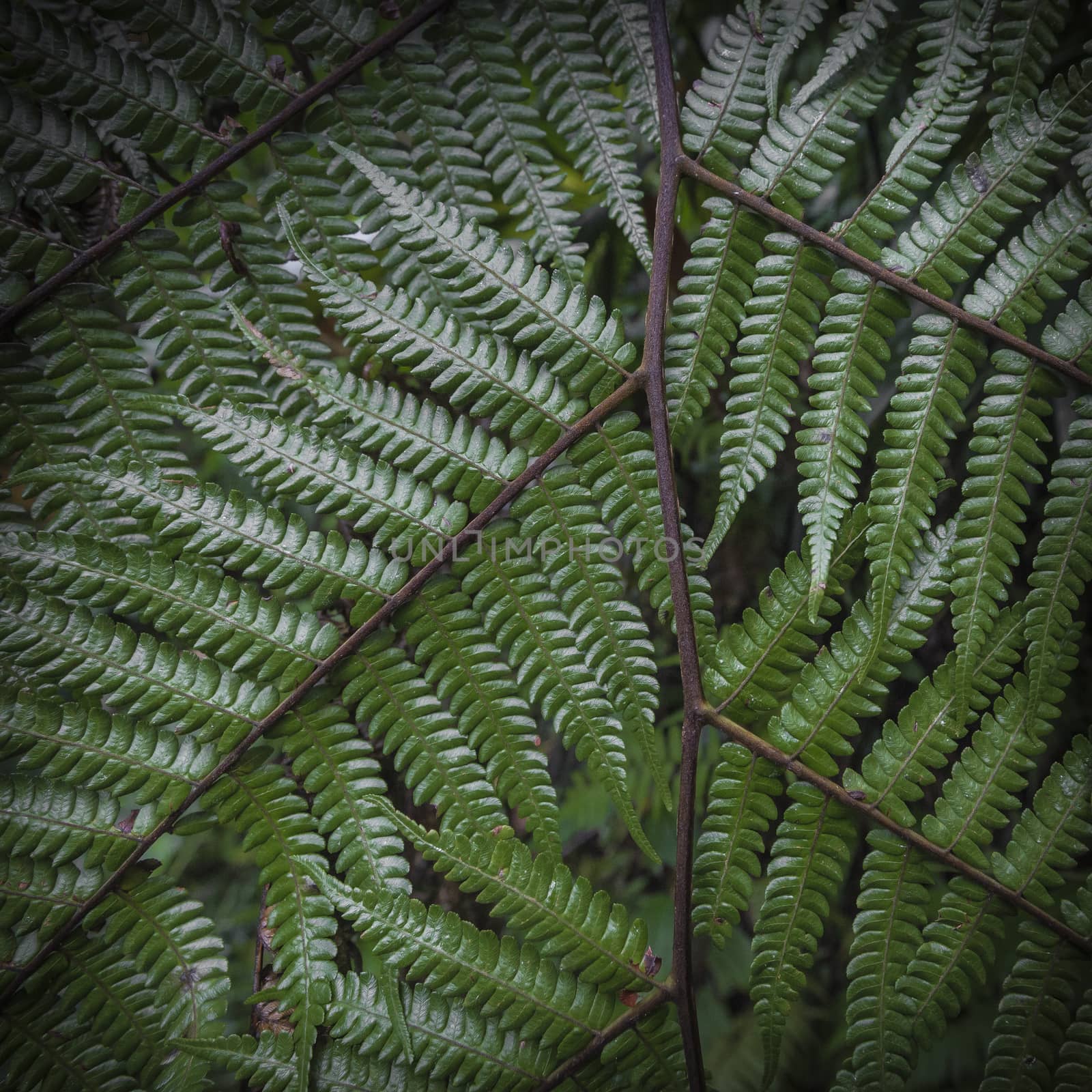 Close up of fern leaves. Nature texture background. Macro green  by mariusz_prusaczyk