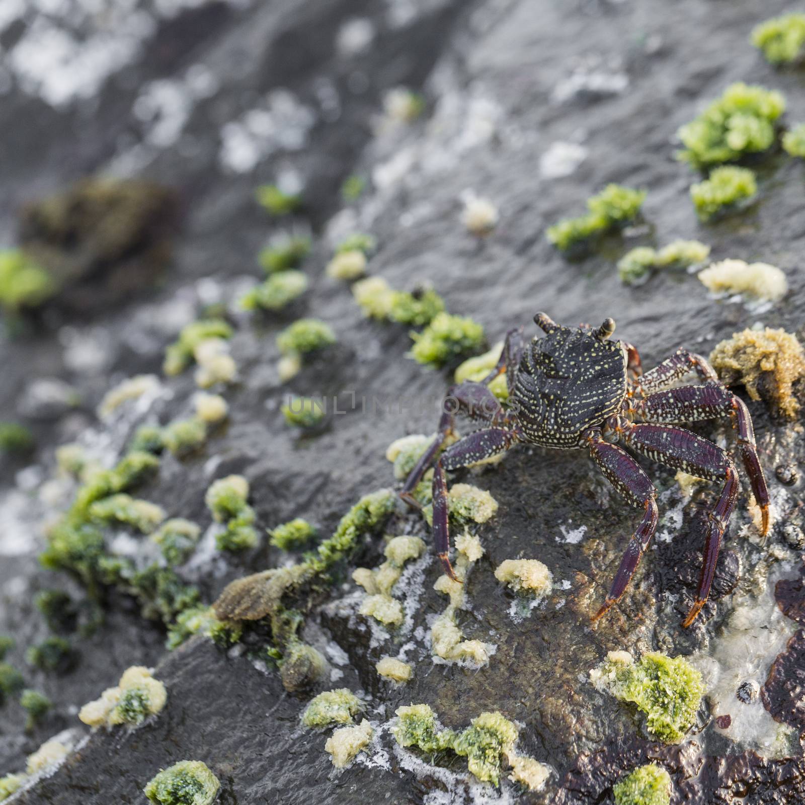 Detail of rocks on a coast. Texture of cliffs with a sea-shell crab. Amazing nature photo.