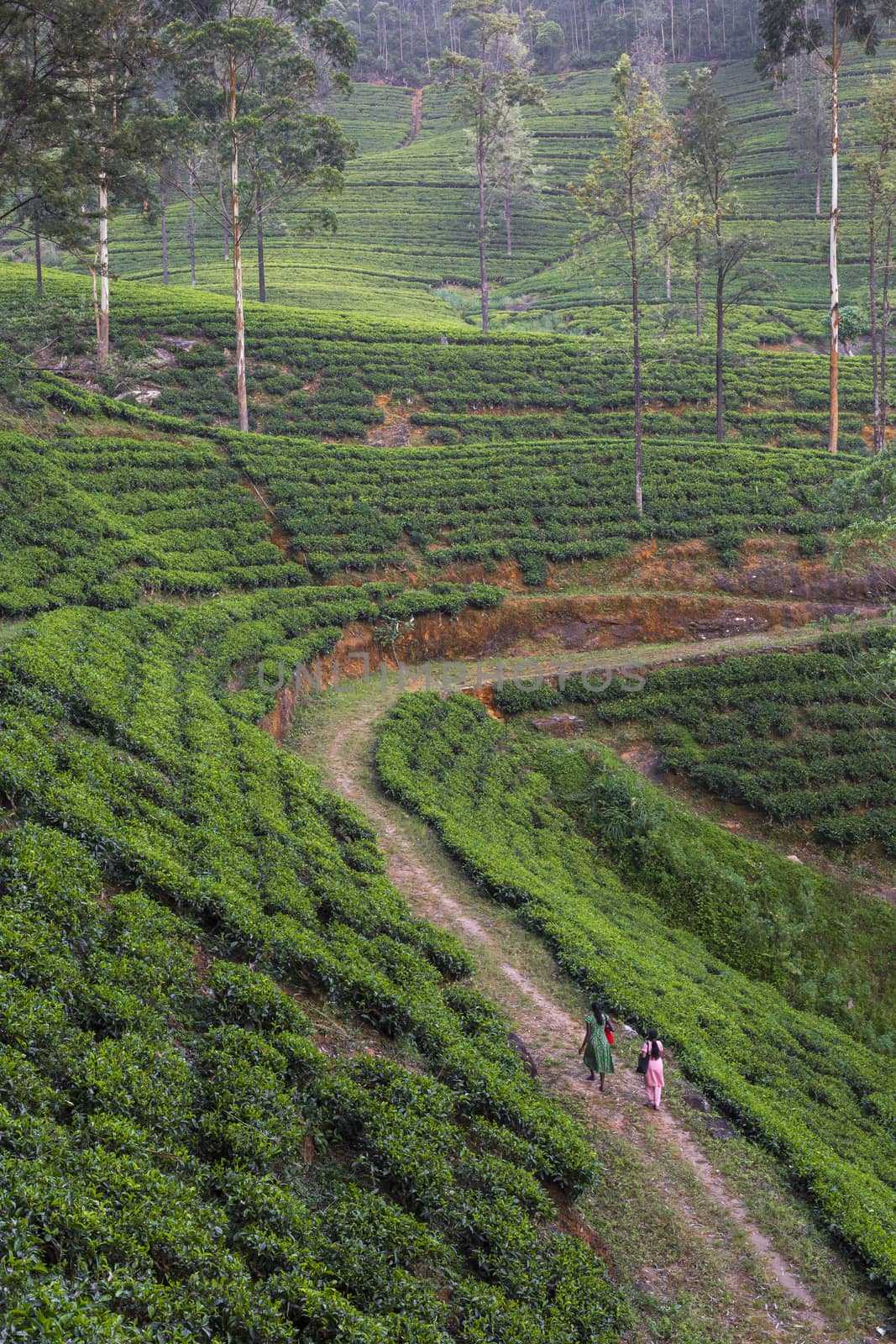 Landscape with green fields of tea in Sri Lanka

