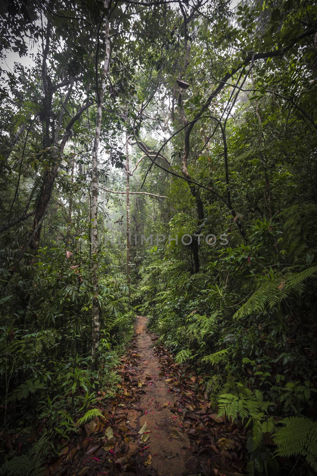 Path in the jungle. Sinharaja rainforest in Sri Lanka.

