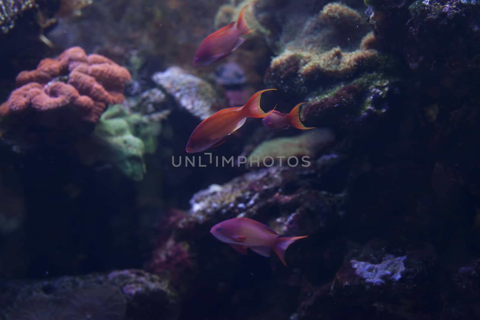 Brightly colored fish swimming past coral in an aquarium