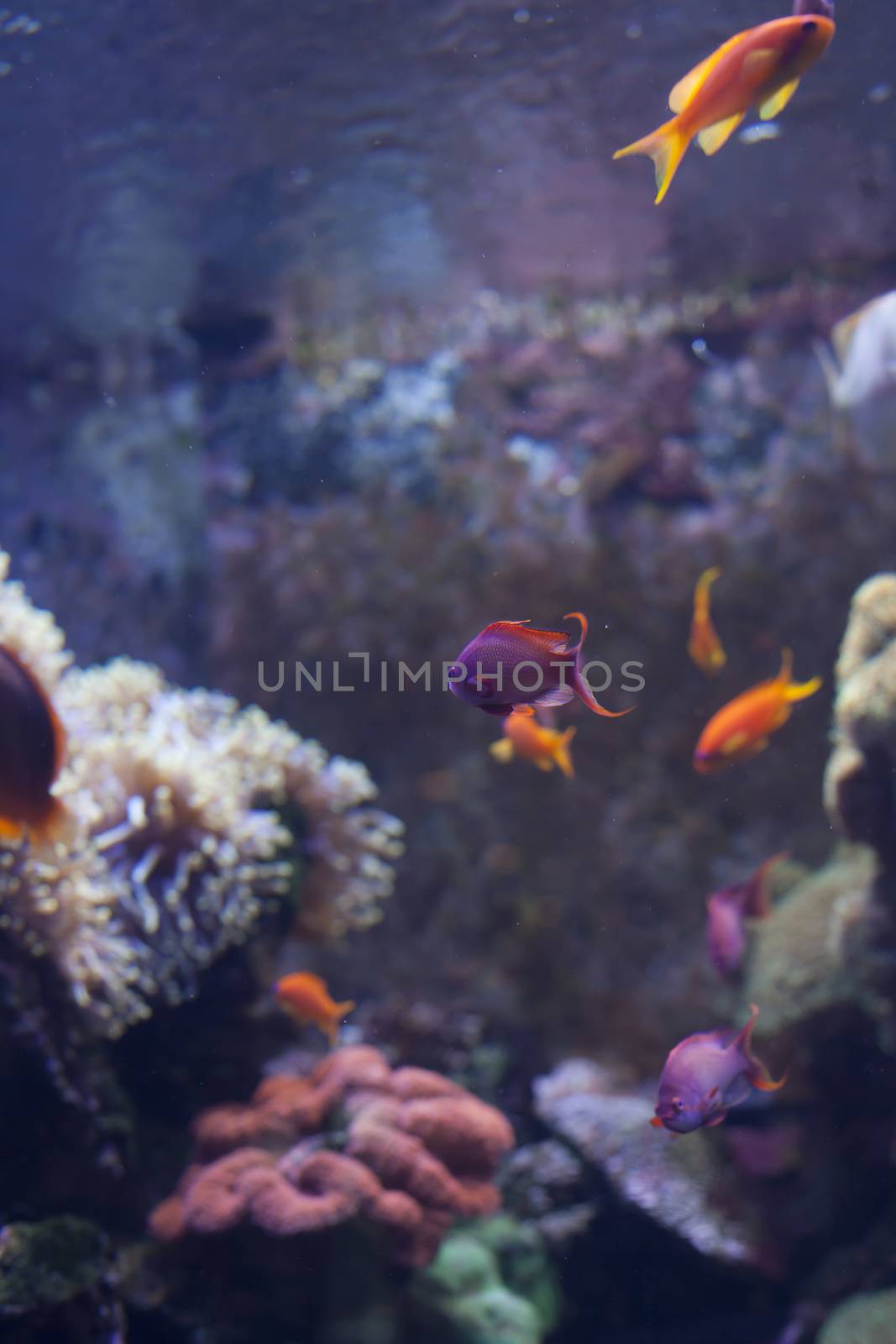 Brightly colored fish swimming past coral in an aquarium