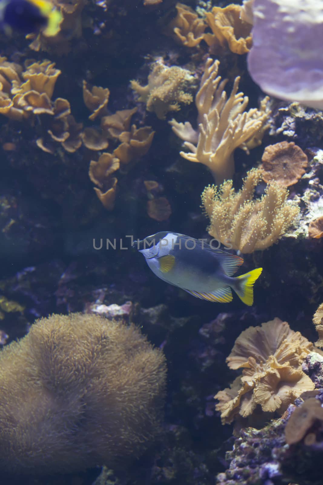 Close up of a foxface fish swimming in front of coral