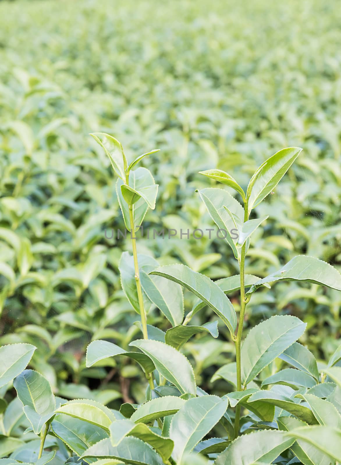 Close up Green tea plantation by stoonn