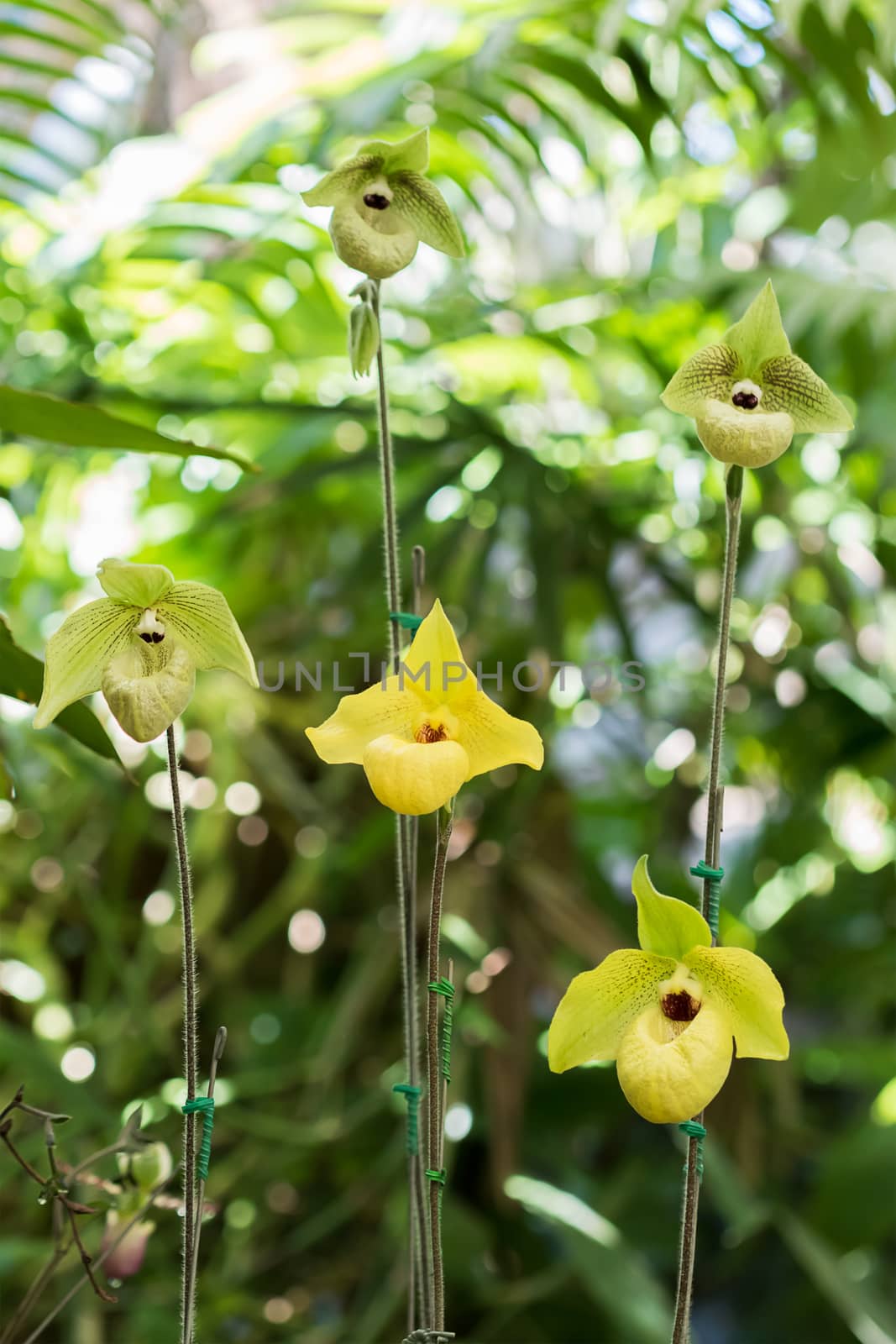 Close up yellow Paphiopedilum of Orchid flower by stoonn