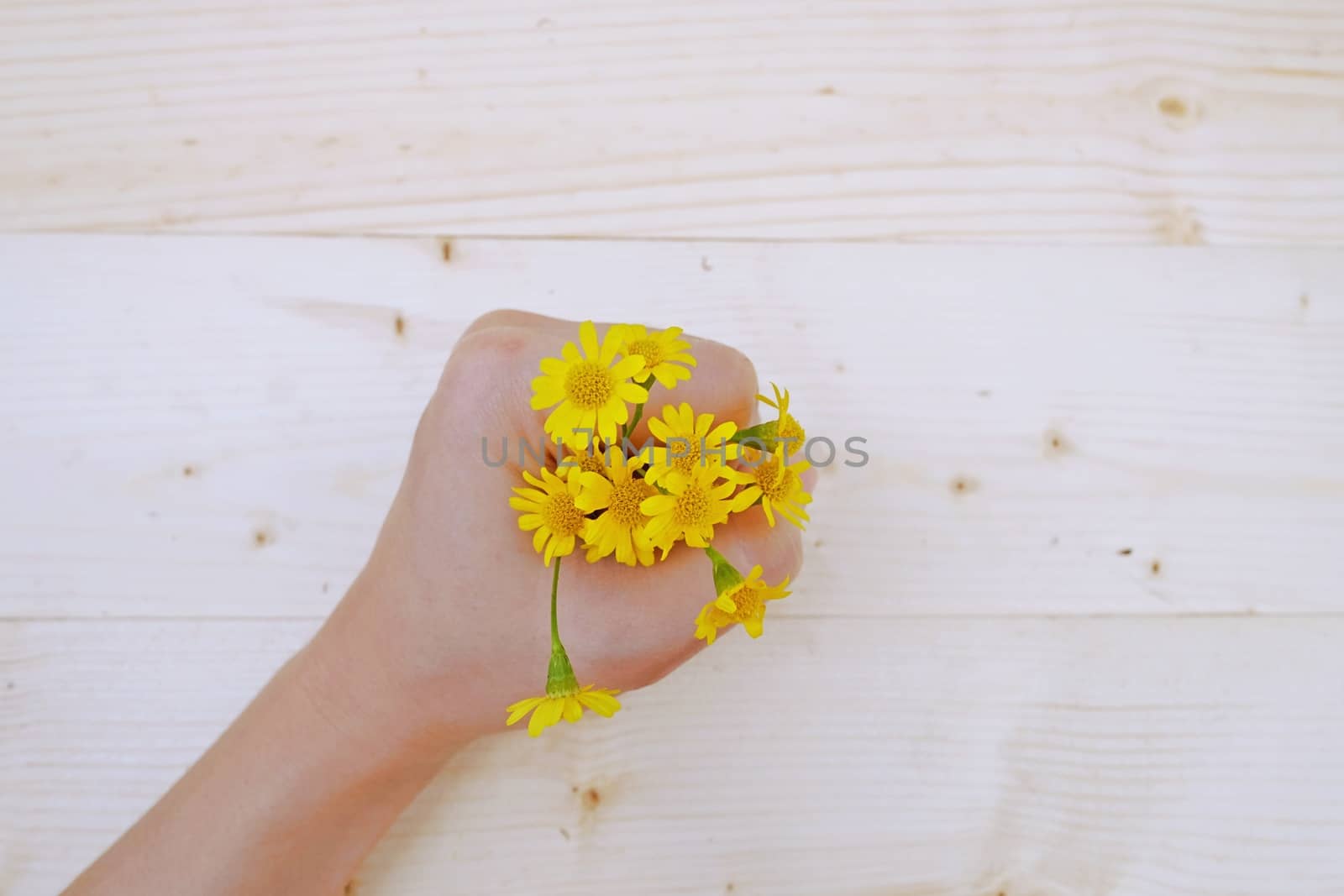 Yellow Daisies Flowers in hand on the Table wood