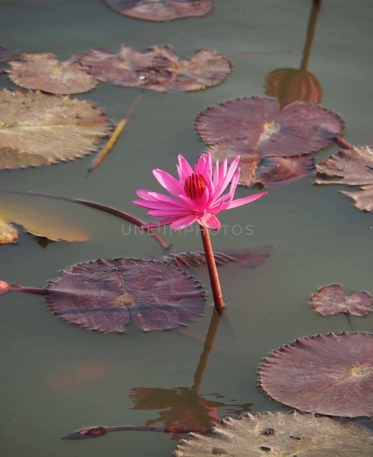 Close Up Of Pink Water Lily Blossom In The Pond
