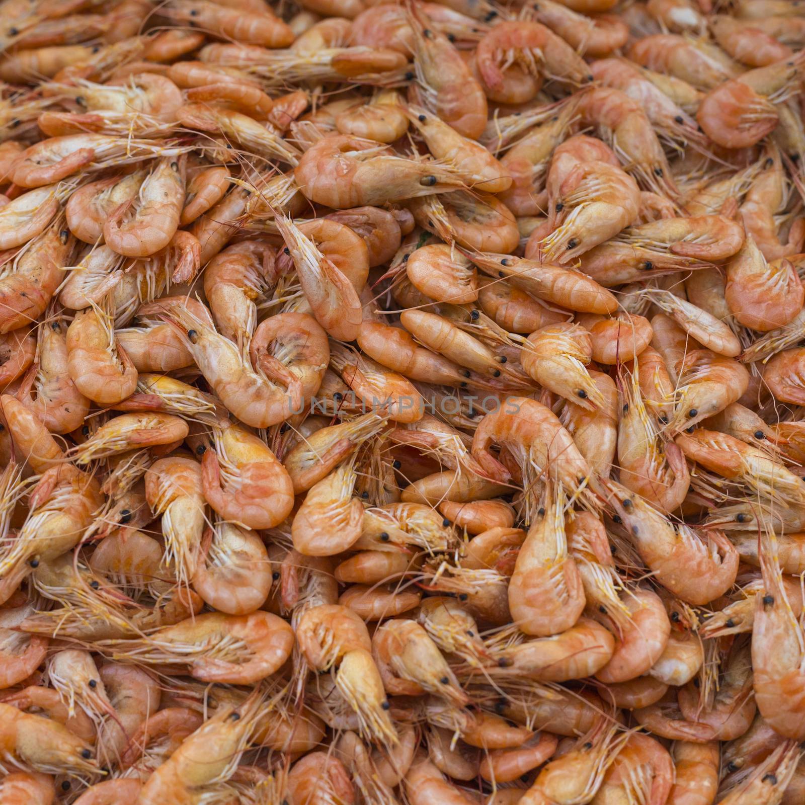 Fresh shrimp at at outdoor seafood market 