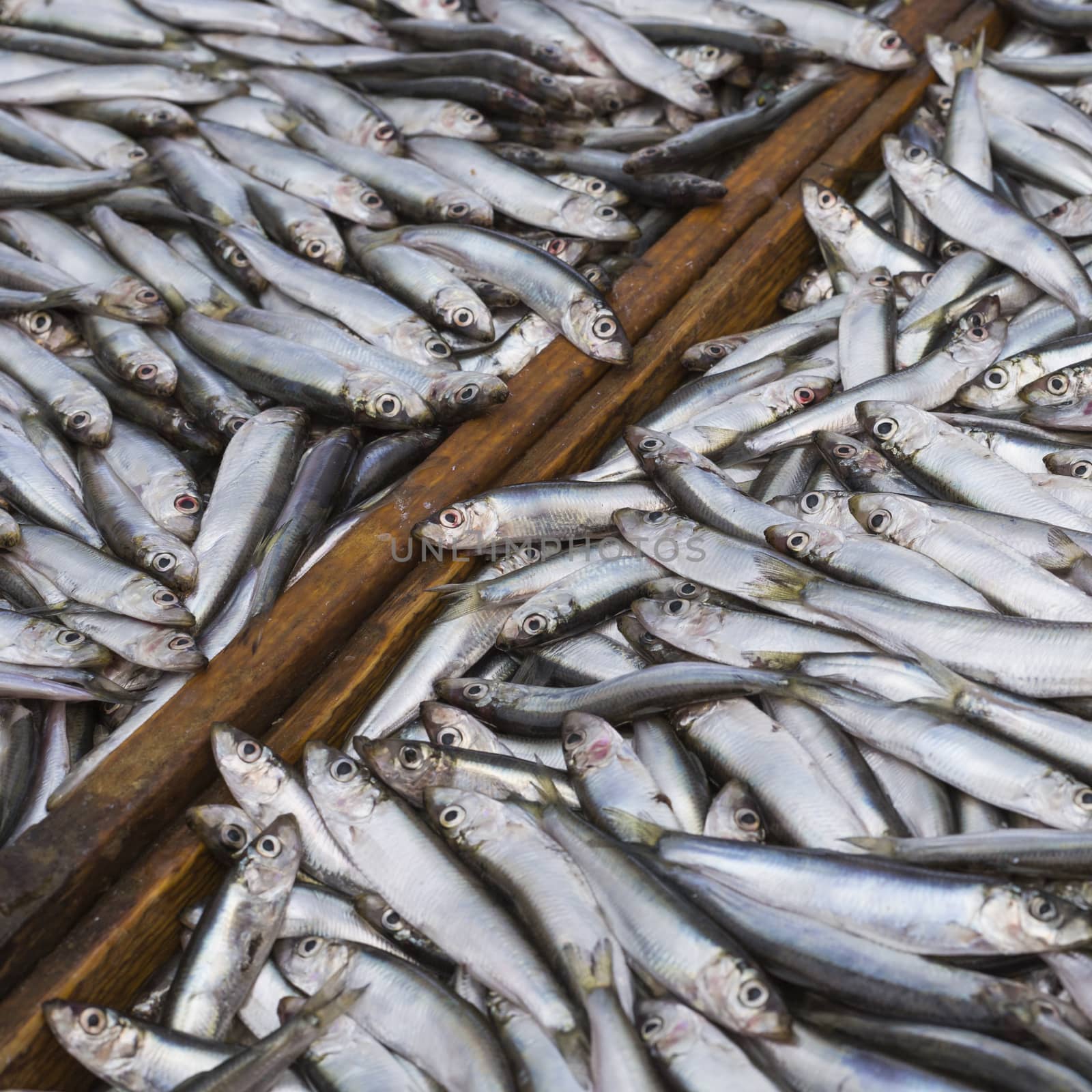 Abundance of fresh fish on market display.