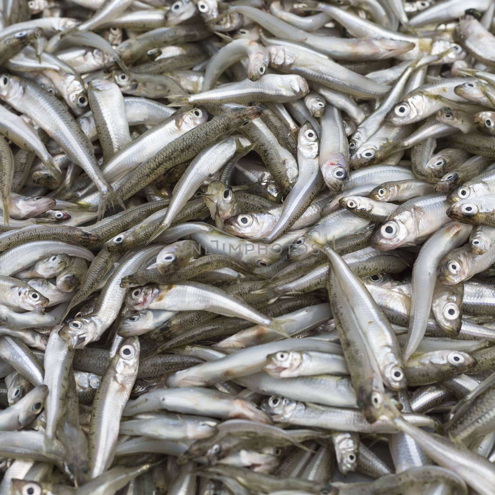 Abundance of fresh fish on market display. by mariusz_prusaczyk