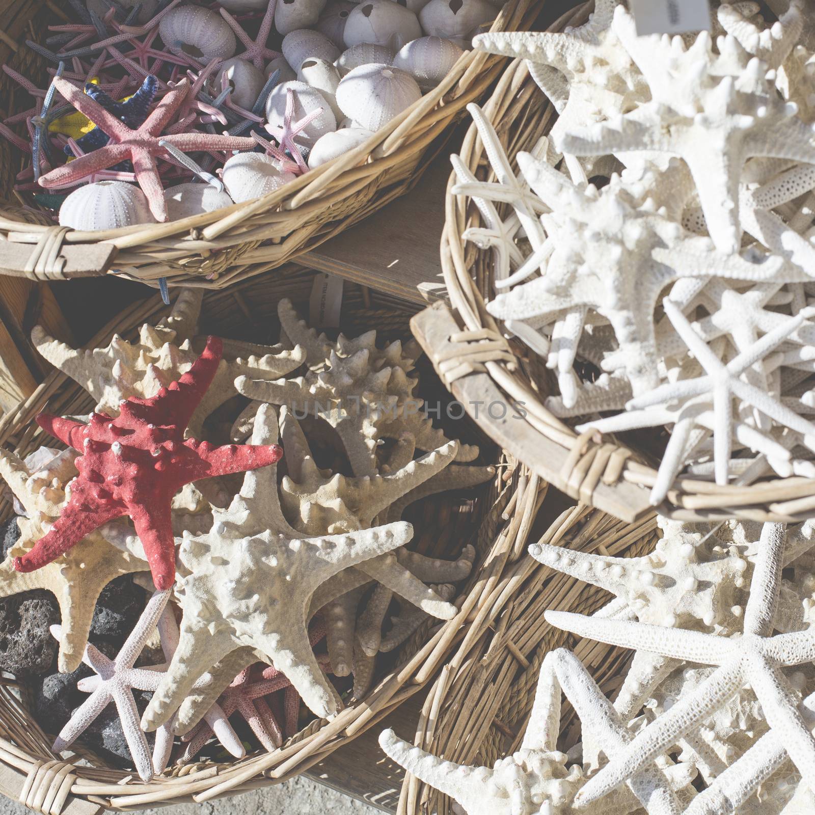 Starfish and seashells souvenirs for sale

