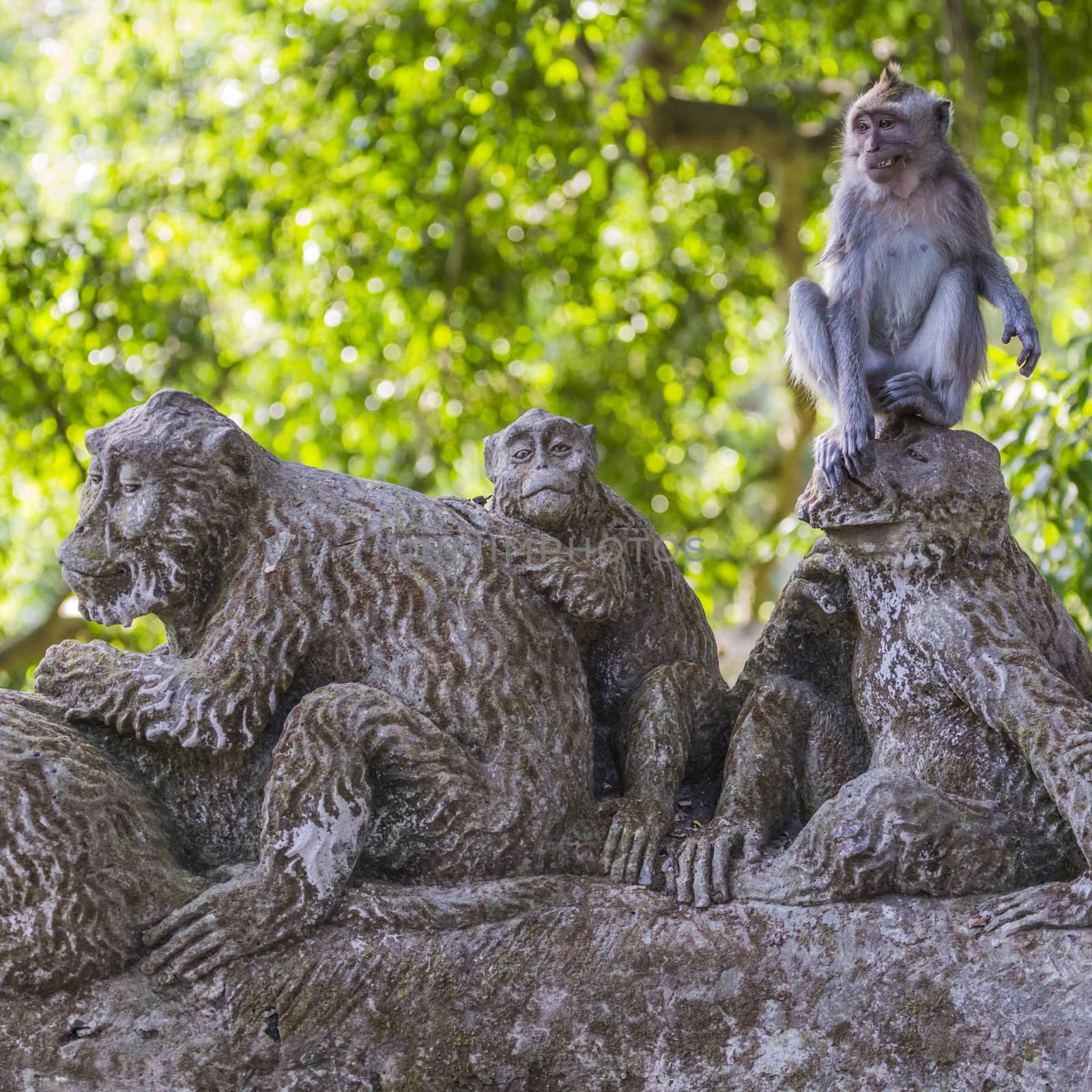 Long-tailed macaques (Macaca fascicularis) in Sacred Monkey Fore by mariusz_prusaczyk