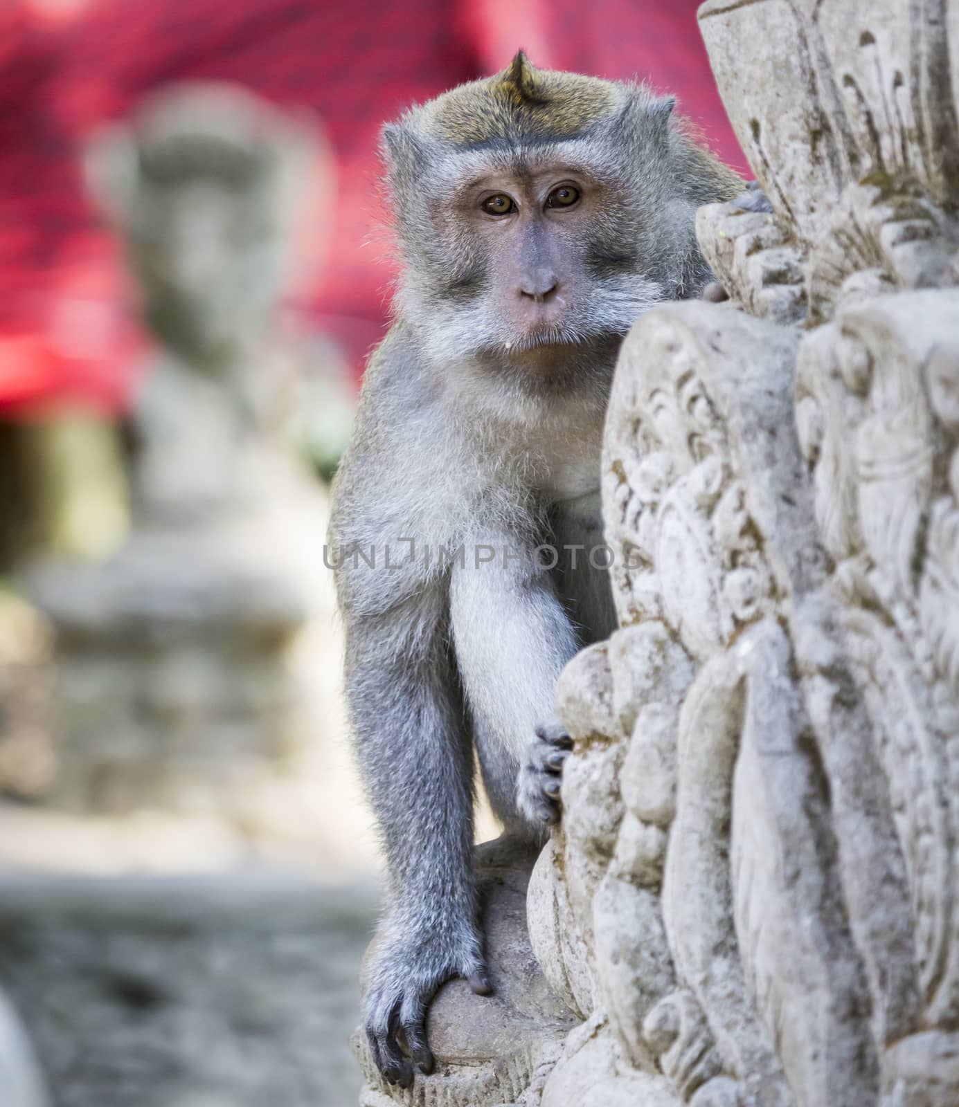 Monkey at Sacred Monkey Forest, Ubud, Bali, Indonesia by mariusz_prusaczyk