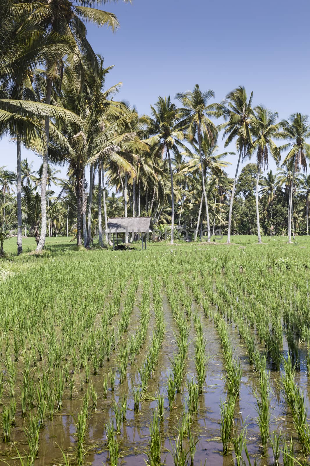 Bali terrace rice fields with palm trees behind.