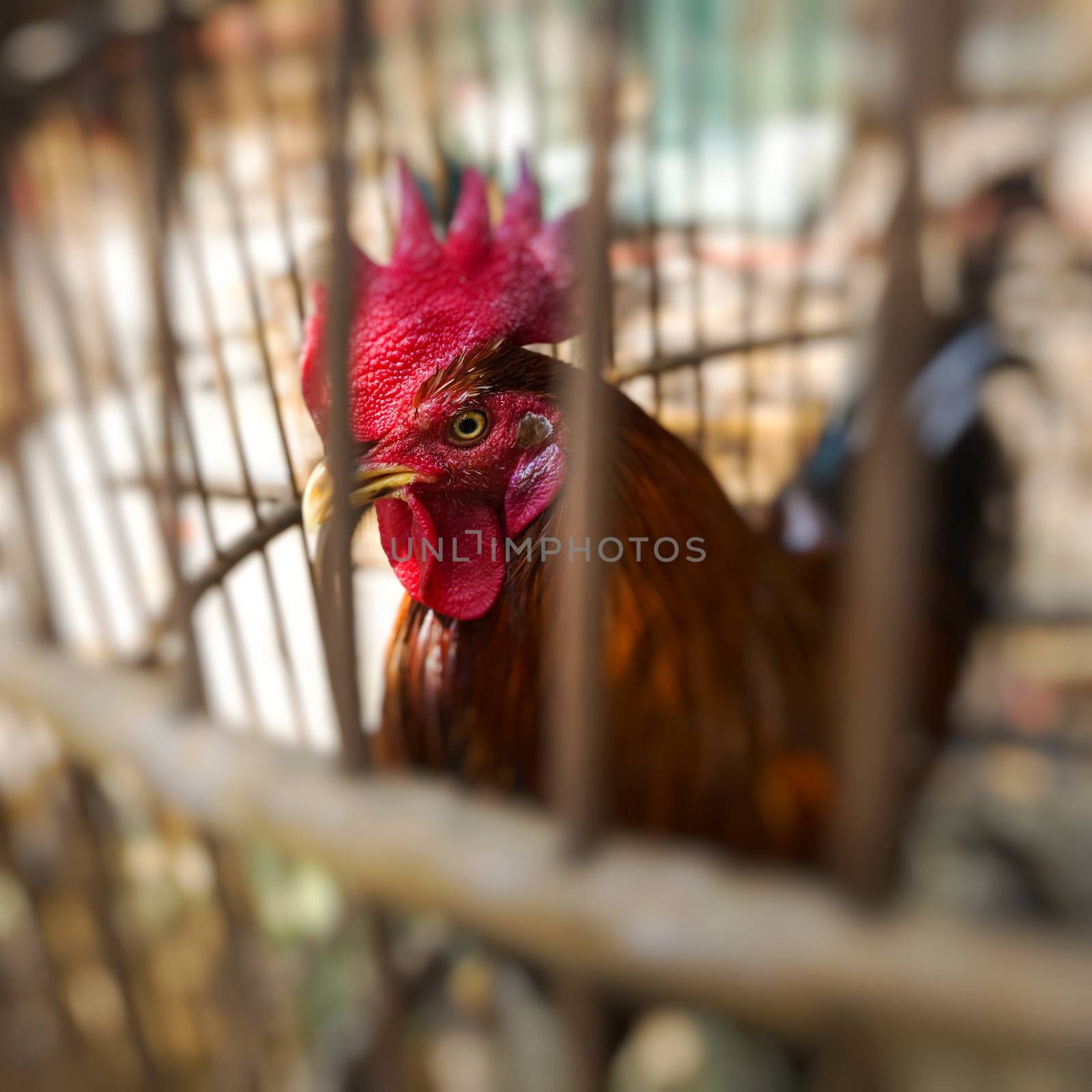 Caged rooster ready to sell at street market in Yogjakarta, Indonesia.