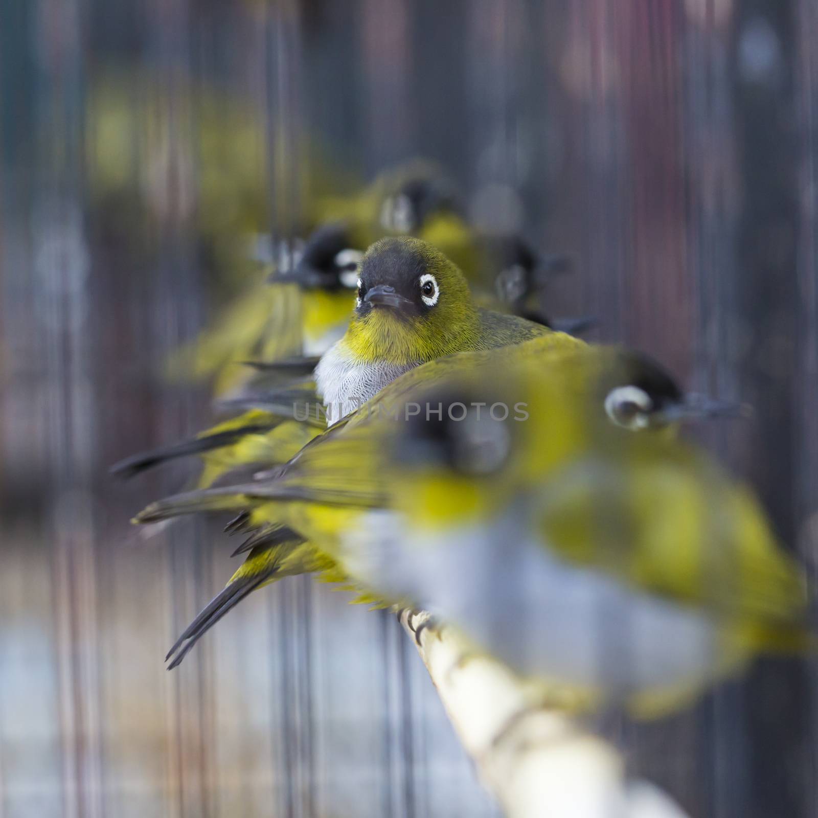 Birds at the Pasar Ngasem Market in Yogyakarta, Central Java, Indonesia.