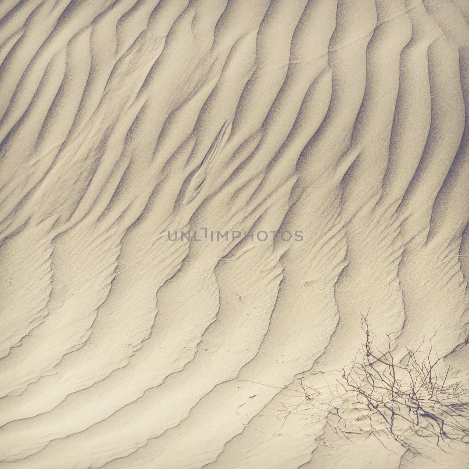 Sand dunes in the Sahara Desert, Morocco by mariusz_prusaczyk