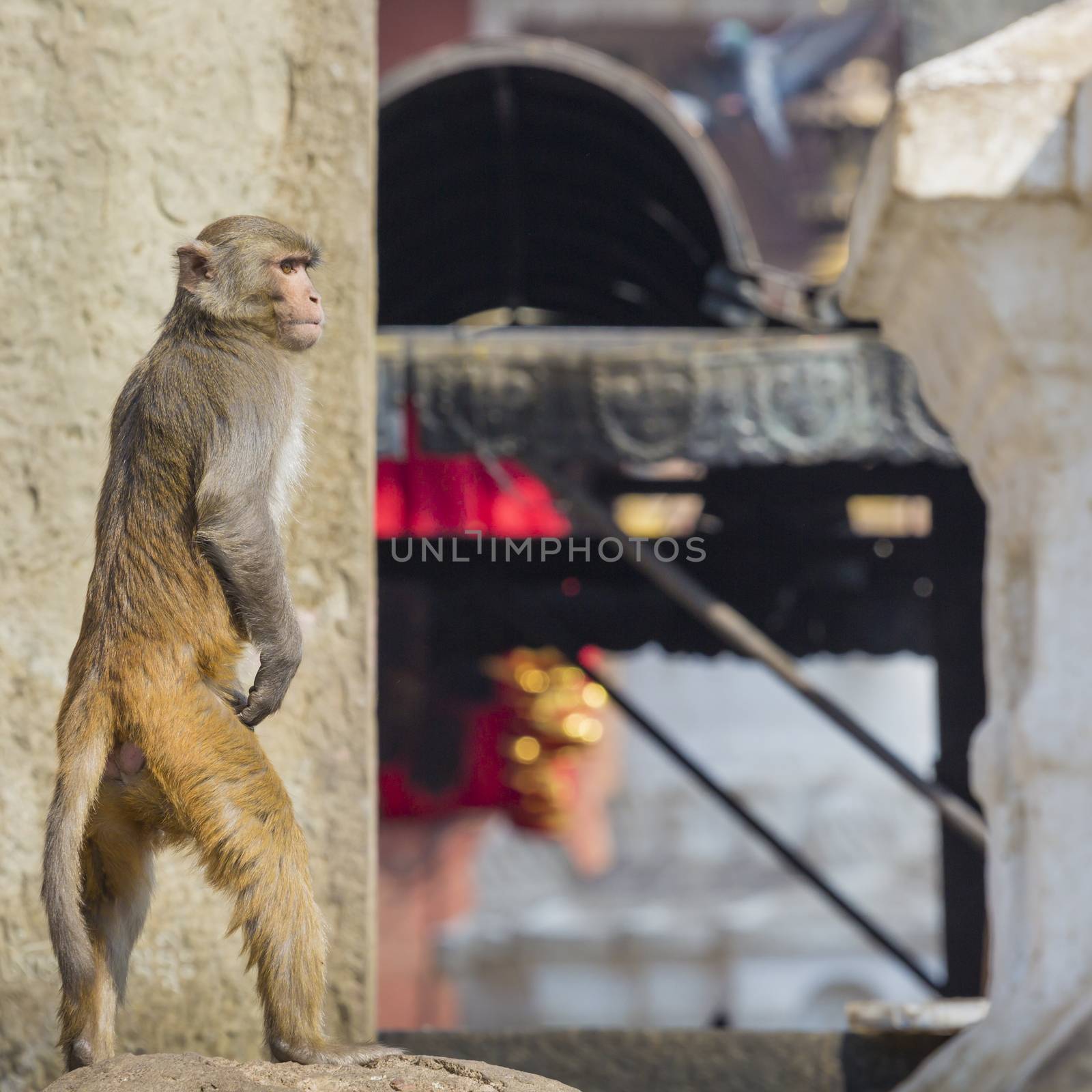 Stupa in Swayambhunath Monkey temple in Kathmandu, Nepal.

