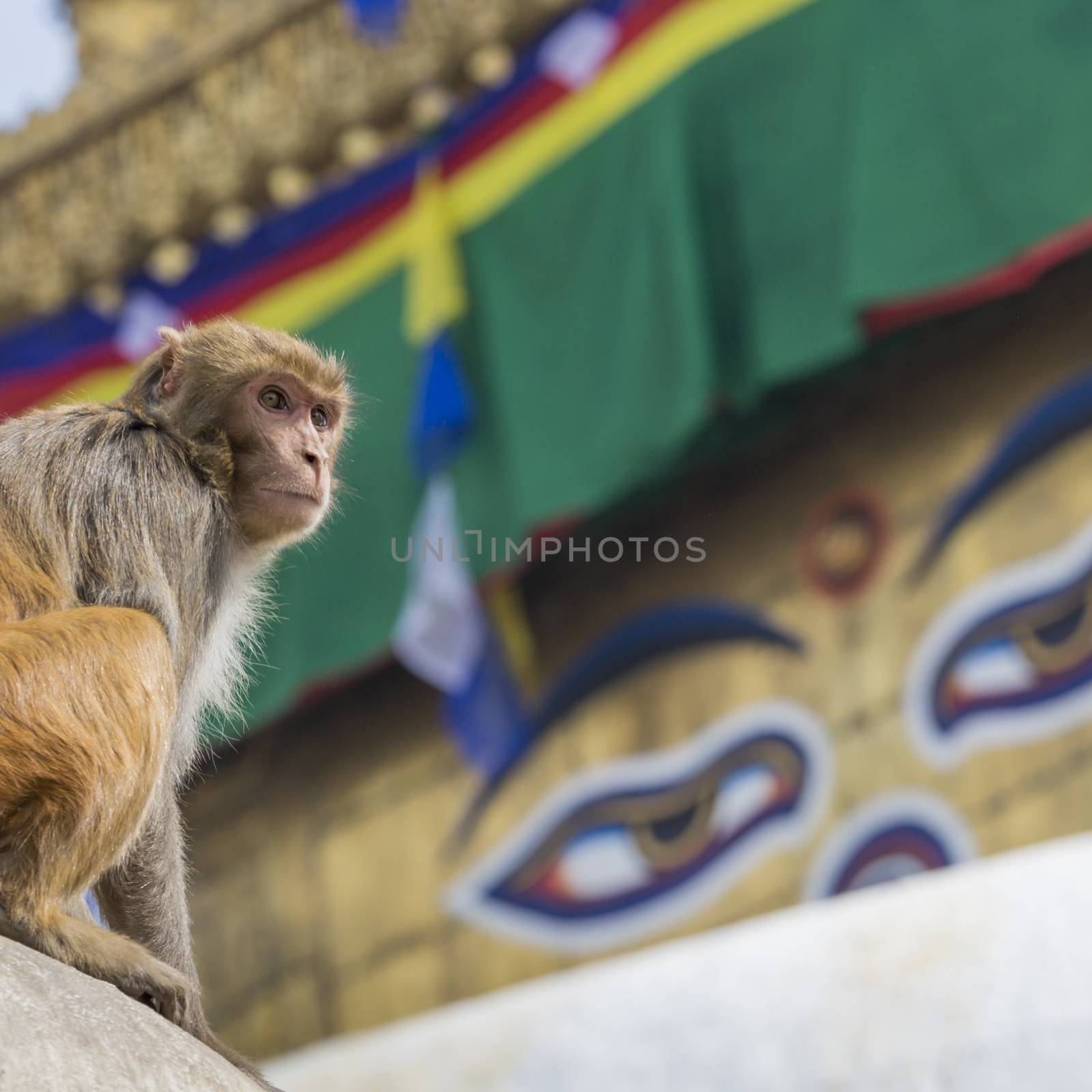 Stupa in Swayambhunath Monkey temple in Kathmandu, Nepal. by mariusz_prusaczyk