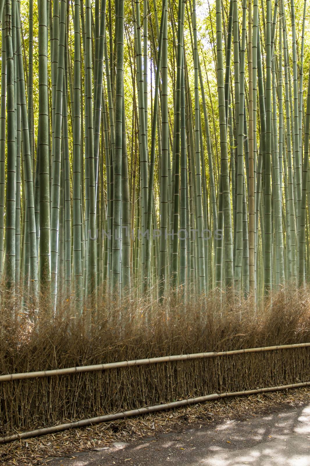 Arashiyama mountain Kyoto Japan famous landmark for tourist with bamboo forest  by mariusz_prusaczyk