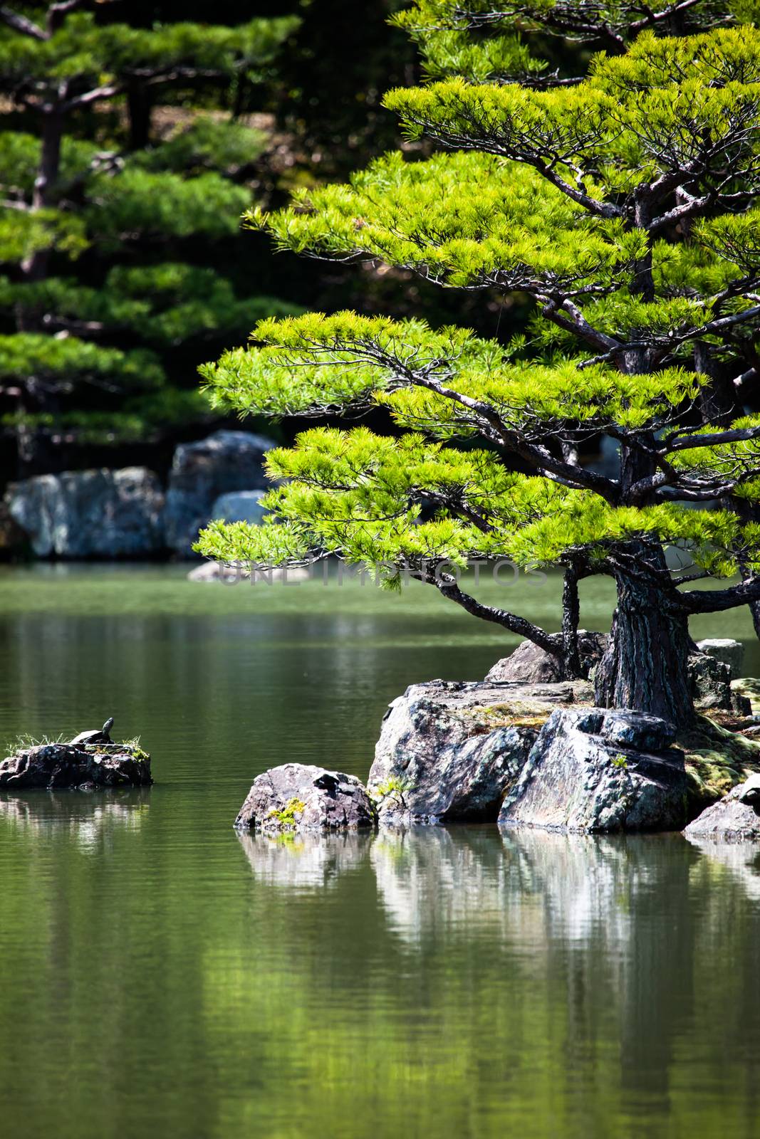 Japanese zen garden in kinkakuji temple park, Kyoto by mariusz_prusaczyk