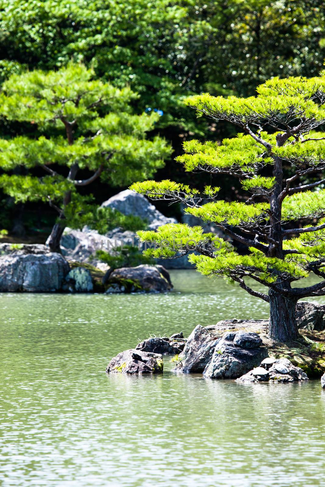 Japanese zen garden in kinkakuji temple park, Kyoto by mariusz_prusaczyk