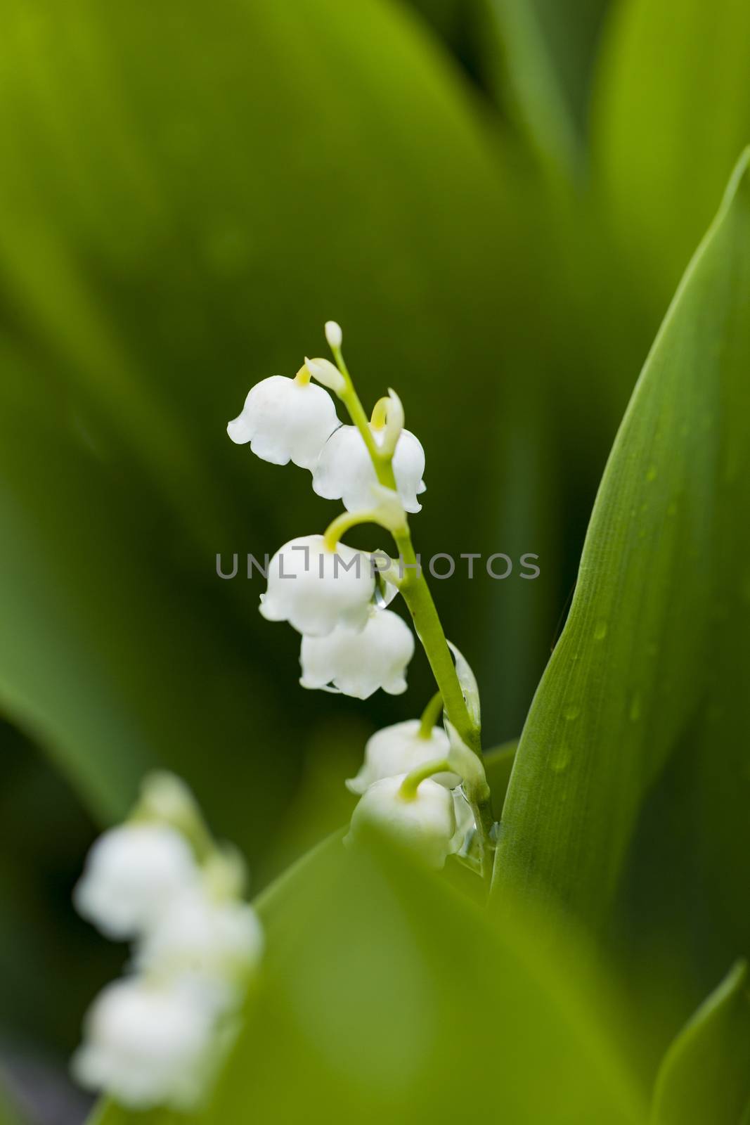 Lily of the valley flowers with water drops on green background. Convallaria majalis

