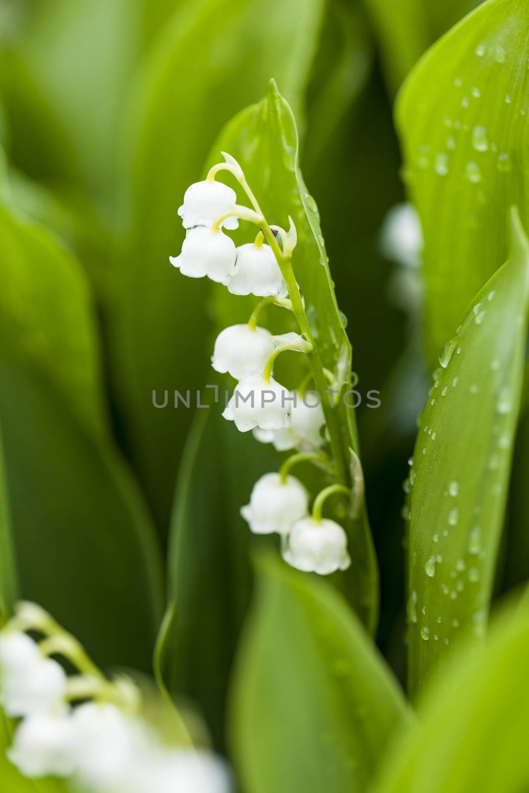 Lily of the valley flowers with water drops on green background. by mariusz_prusaczyk