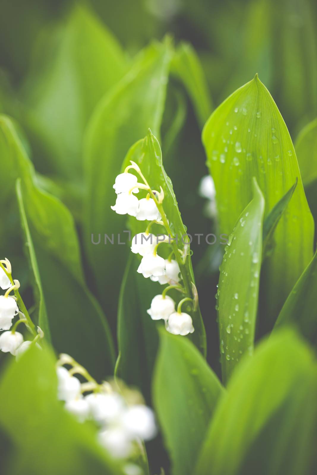 Lily of the valley flowers with water drops on green background. Convallaria majalis 