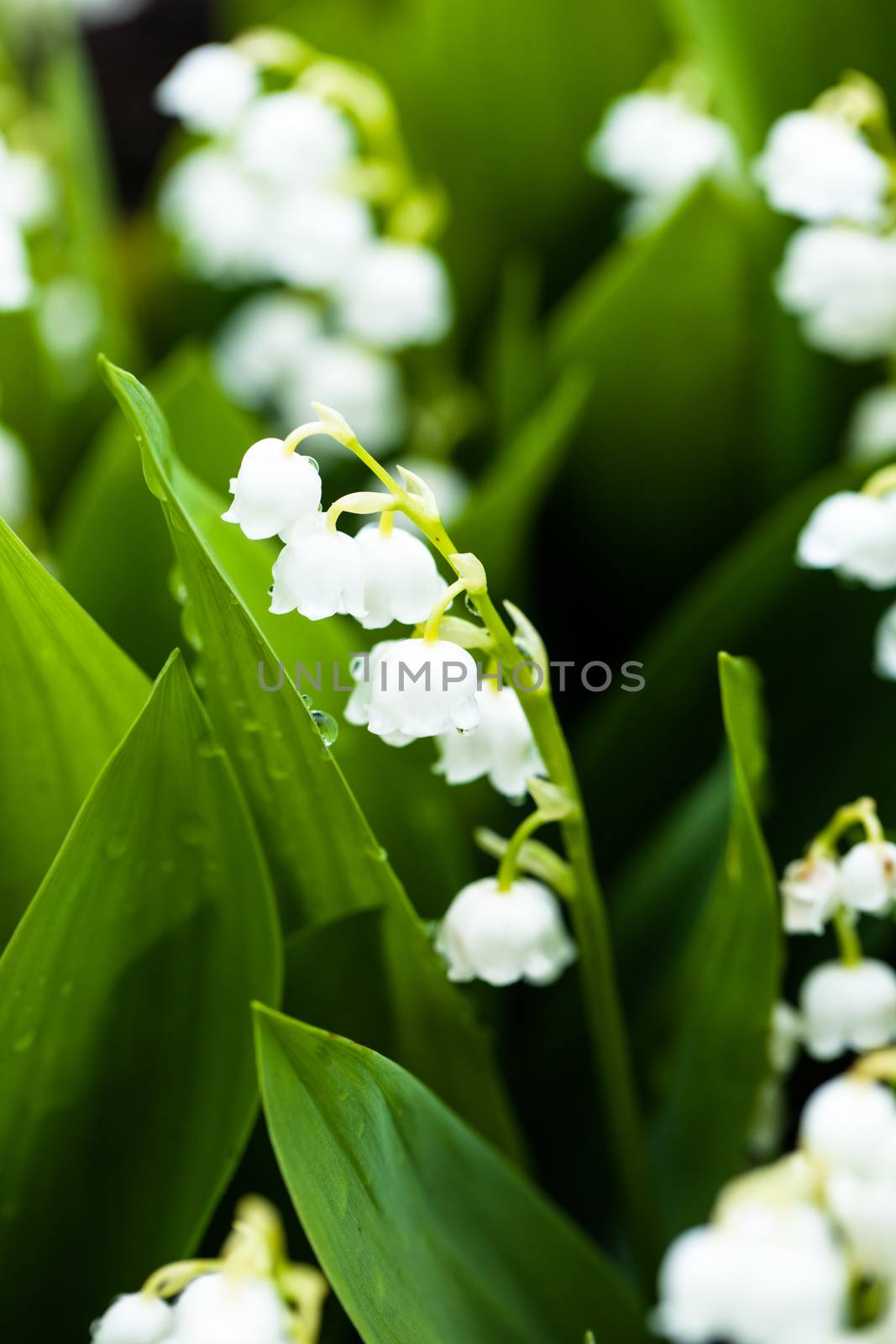 Lily of the valley flowers with water drops on green background. Convallaria majalis by mariusz_prusaczyk
