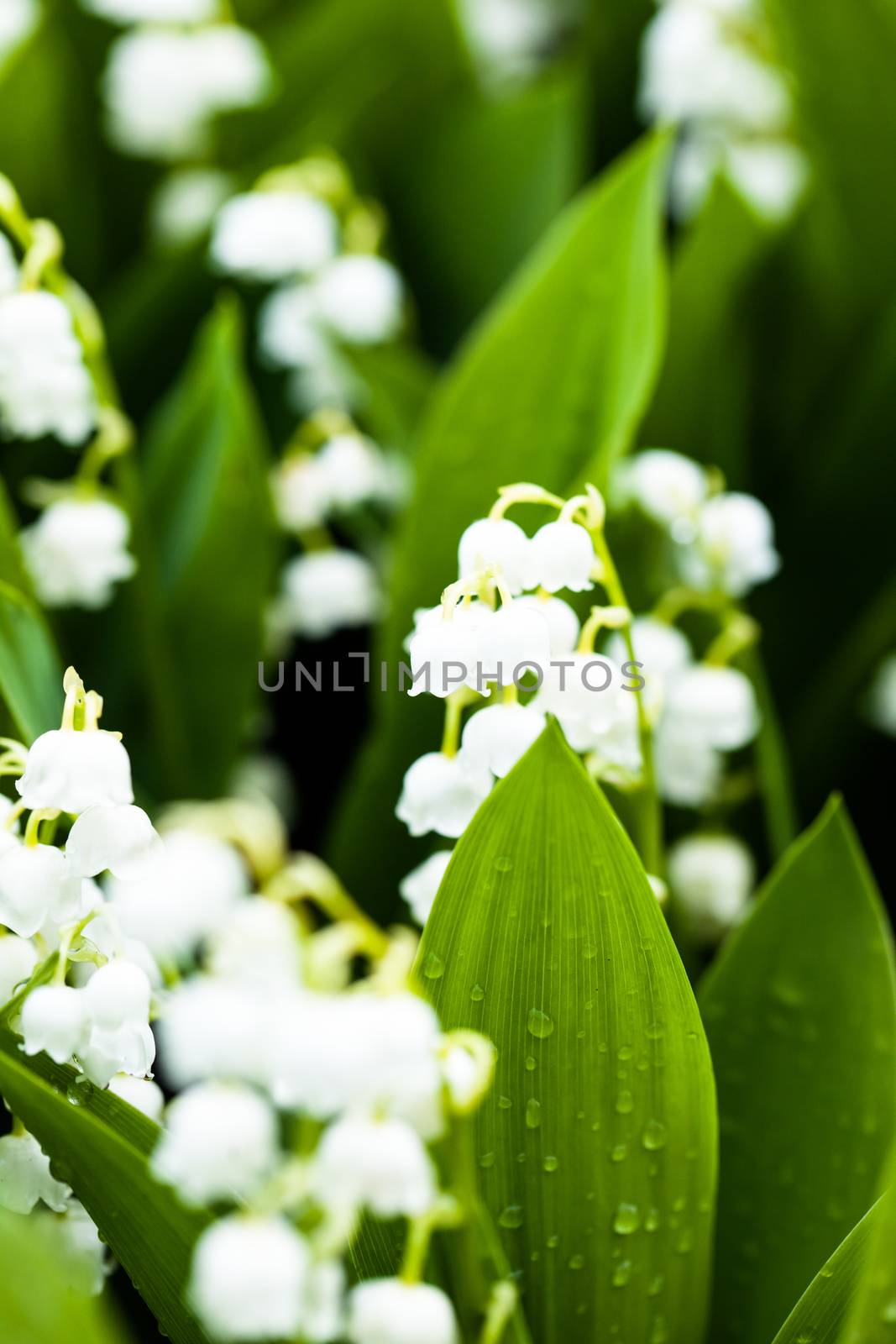 Lily of the valley flowers with water drops on green background. Convallaria majalis
