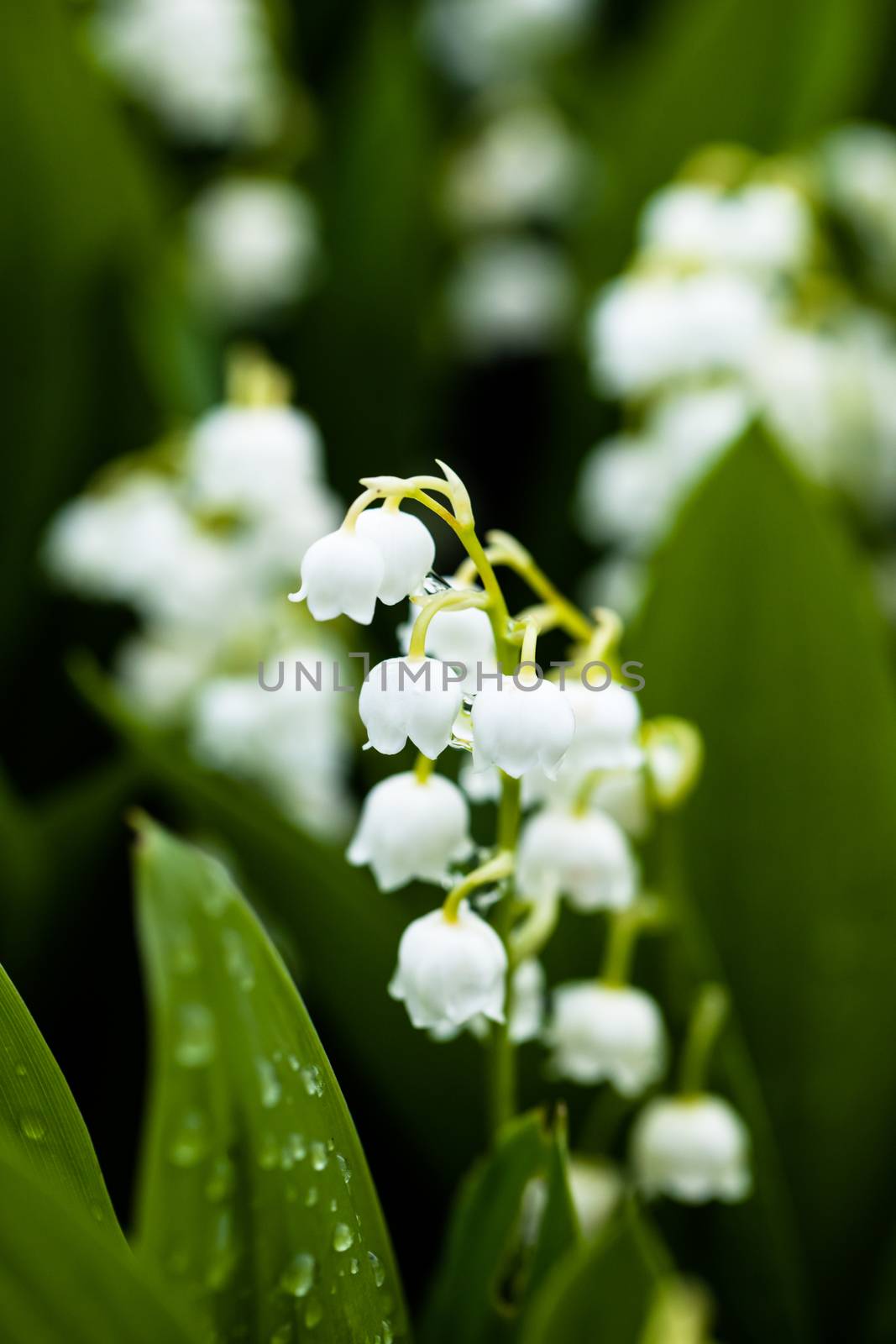 Lily of the valley flowers with water drops on green background. Convallaria majalis