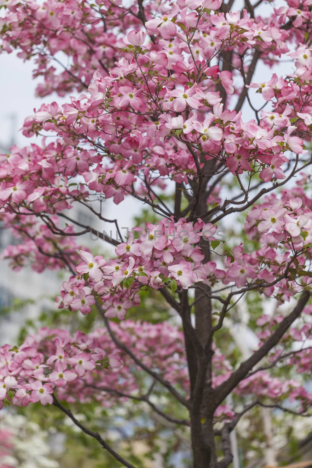 Pink and red blossoms of weeping tree in spring, Japan by mariusz_prusaczyk