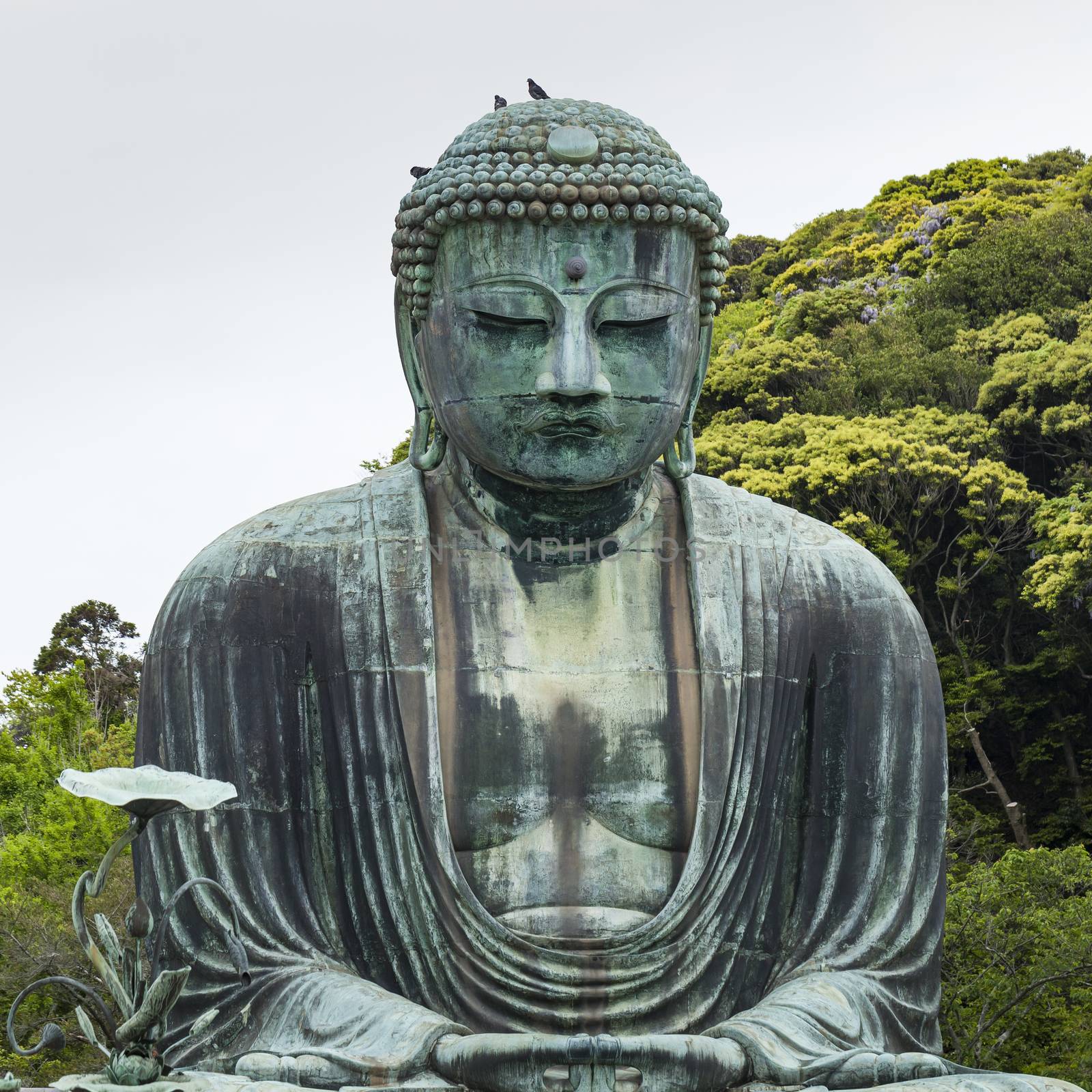 The Great Buddha (Daibutsu) on the grounds of Kotokuin Temple in by mariusz_prusaczyk