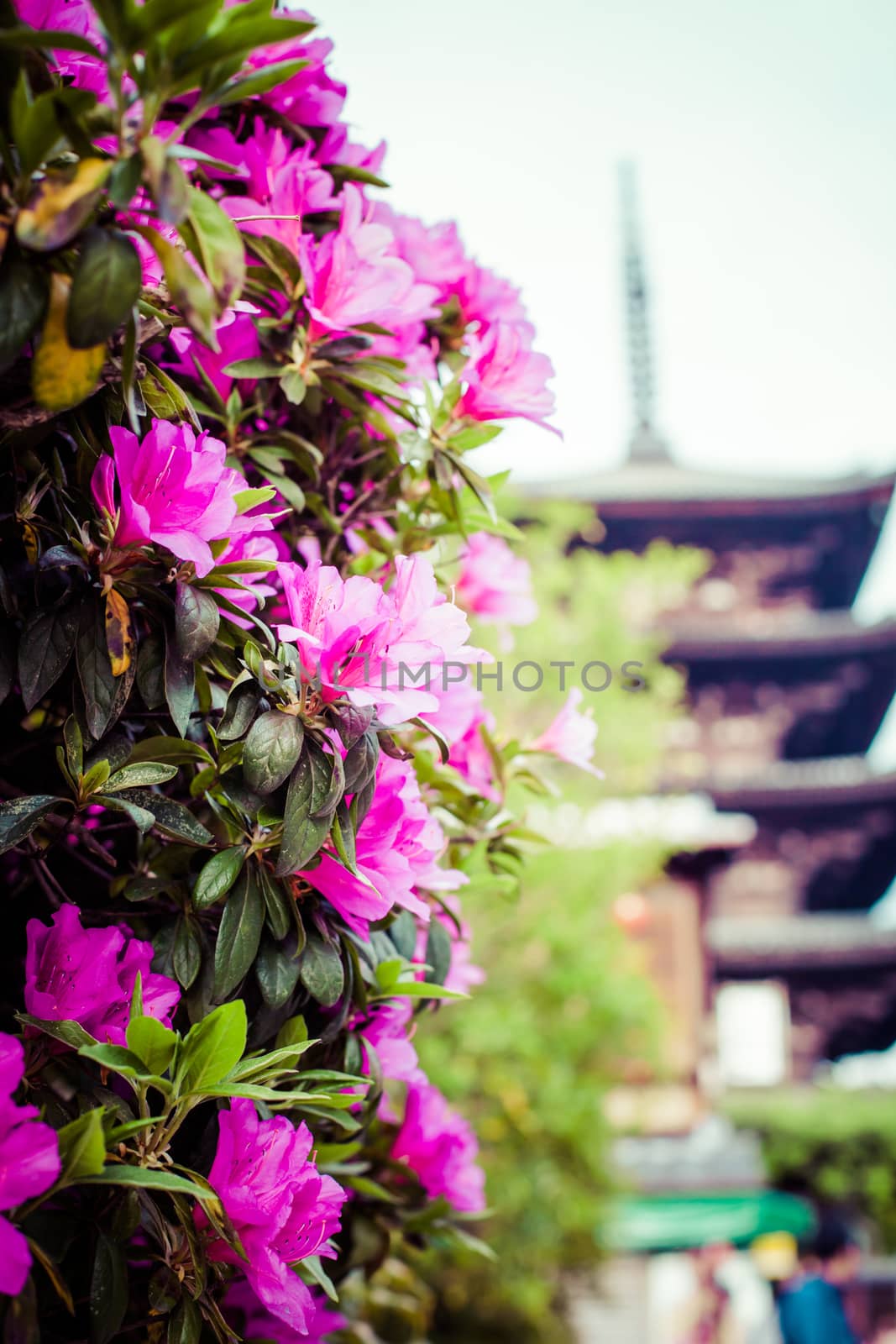 Toji Temple pagoda tower in Kyoto  by mariusz_prusaczyk