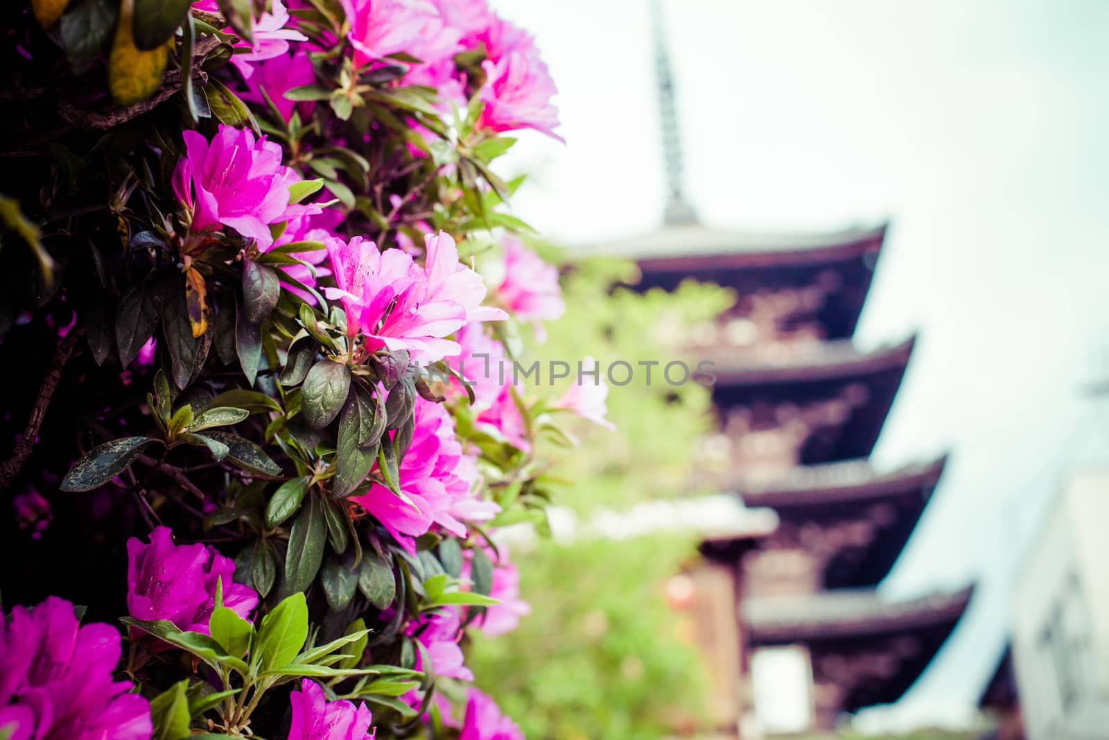 Toji Temple pagoda tower in Kyoto 