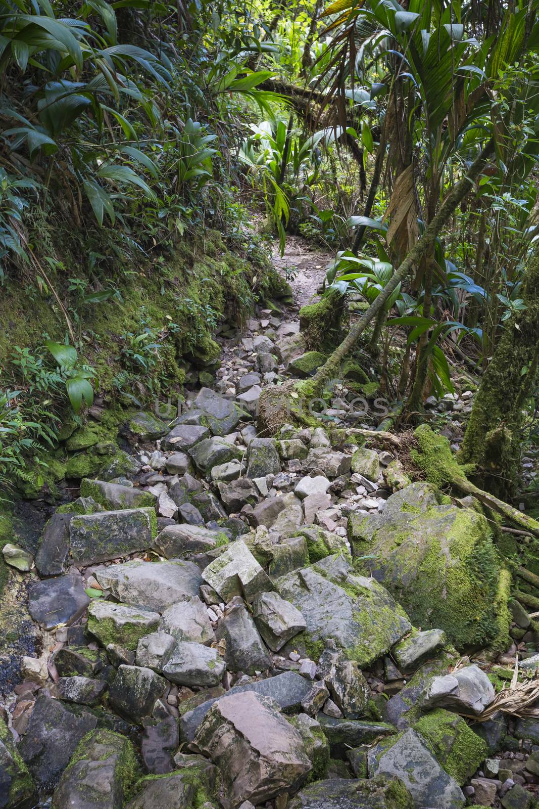 Stream from Mount Roraima in Venezuela

