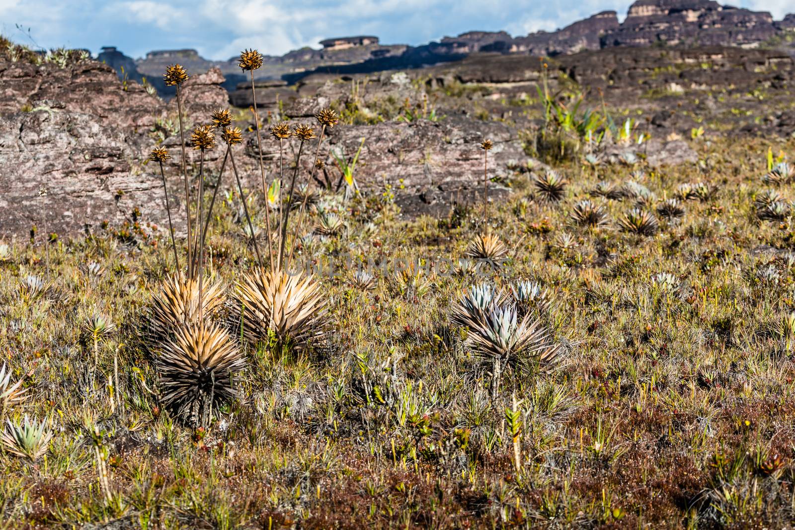 A very rare endemic plants on the plateau of Roraima - Venezuela