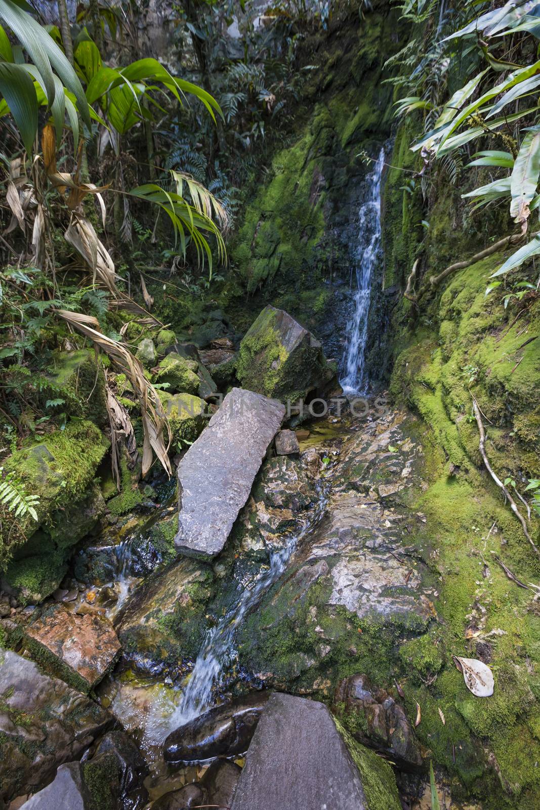 Stream from Mount Roraima in Venezuela by mariusz_prusaczyk