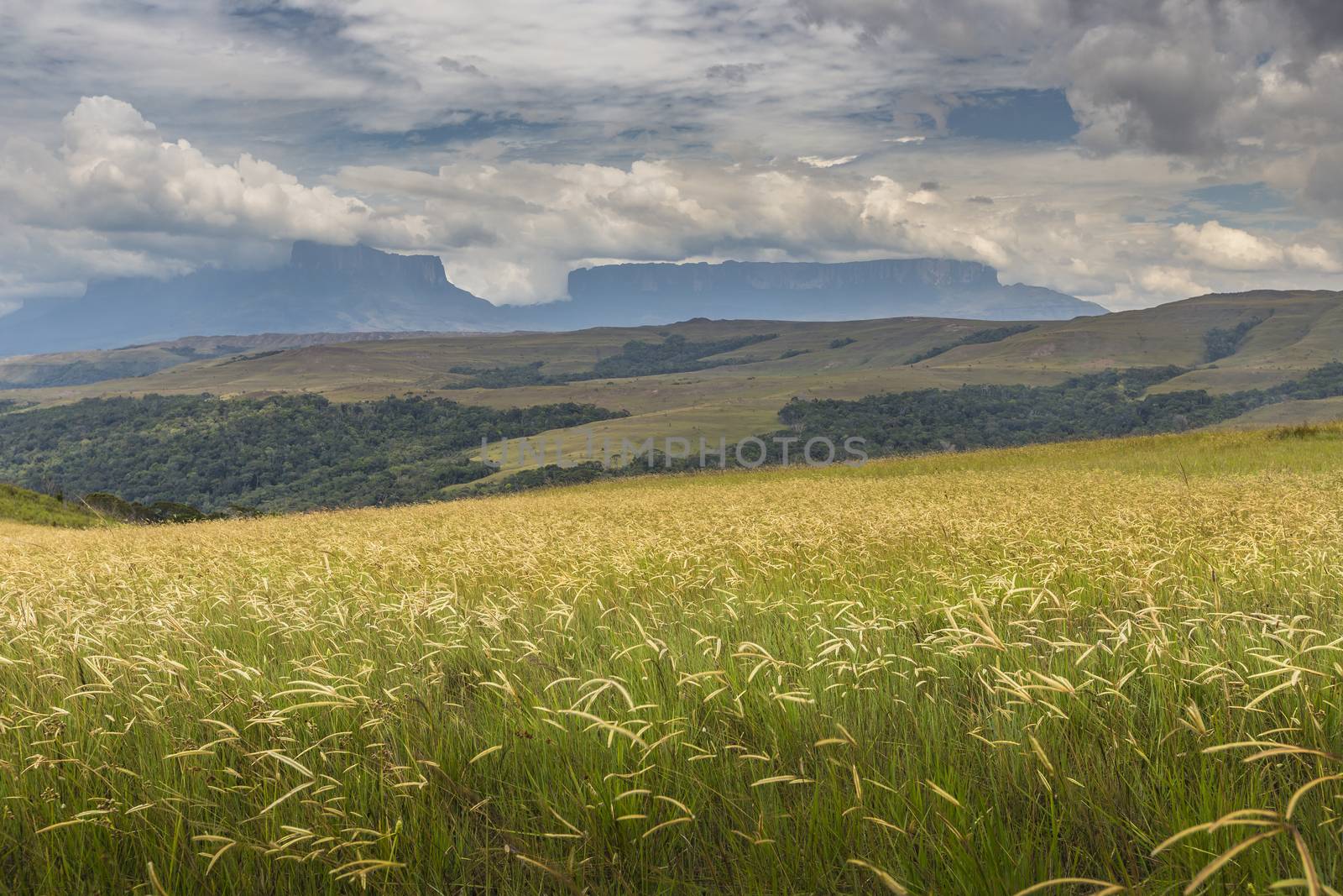 Beautiful landscape characteristic for the Gran Sabana - Venezue by mariusz_prusaczyk