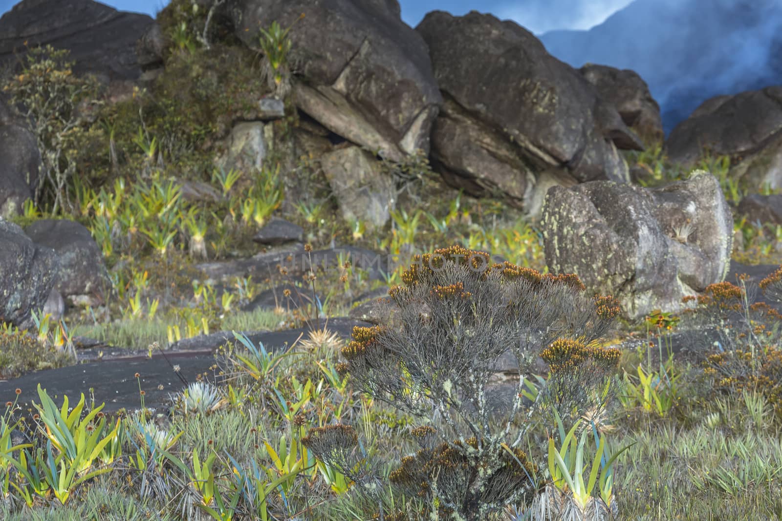 Bizarre ancient rocks of the plateau Roraima tepui - Venezuela,  by mariusz_prusaczyk