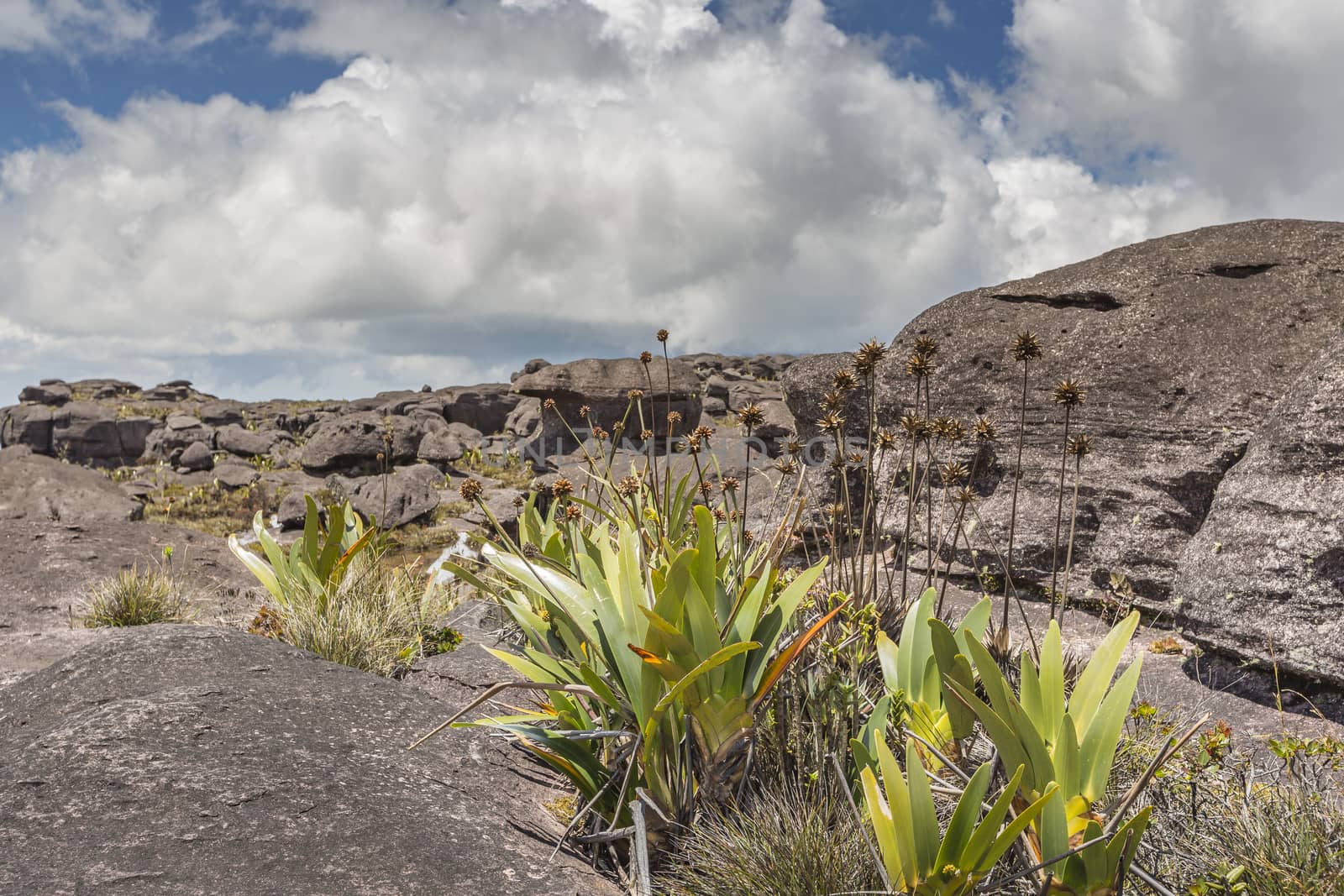 Bizarre ancient rocks of the plateau Roraima tepui - Venezuela, Latin America